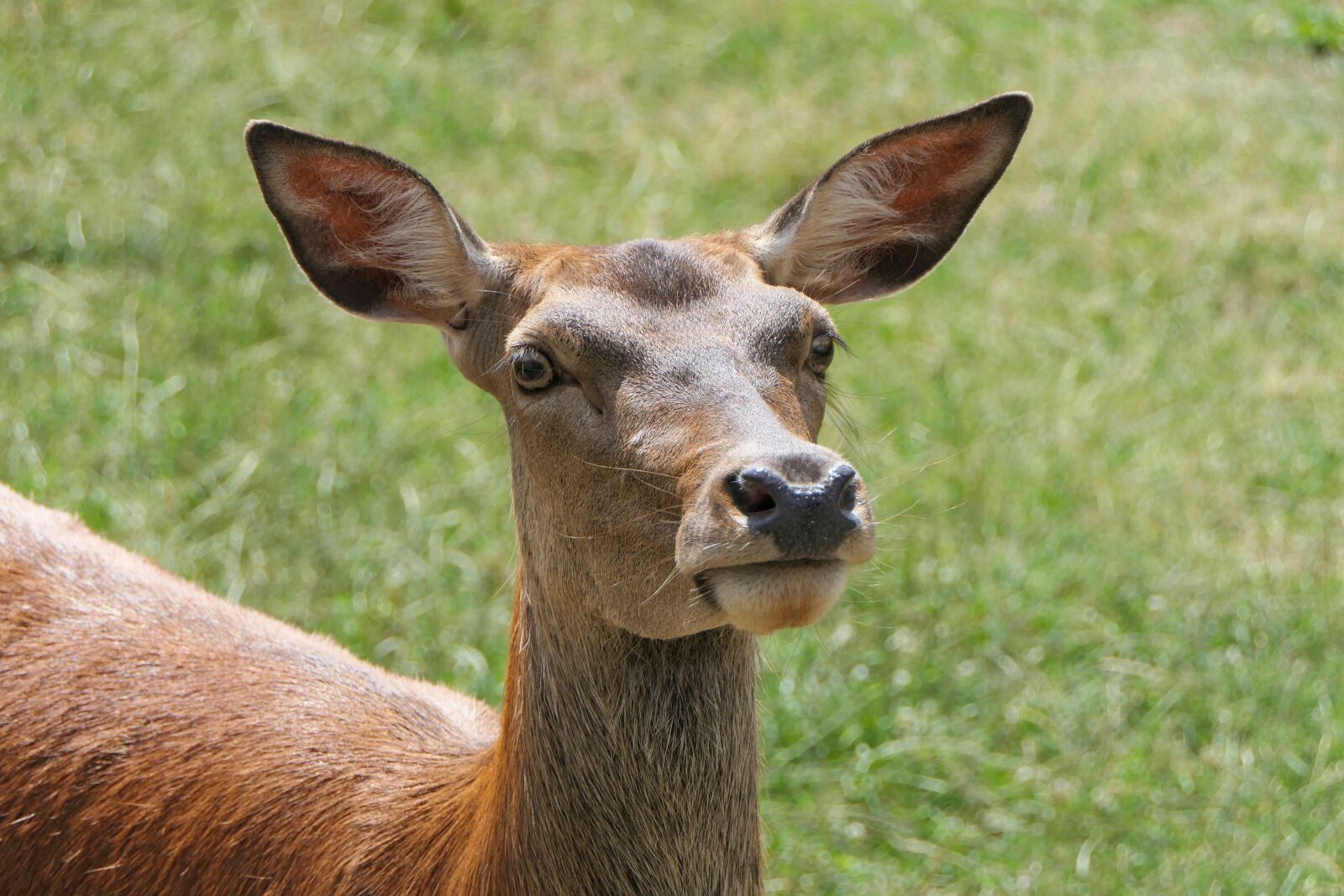 Panasonic Lumix DMC-FZ2500 (Lumix DMC-FZ2000) sample photo. Roe deer, wild, wild photography
