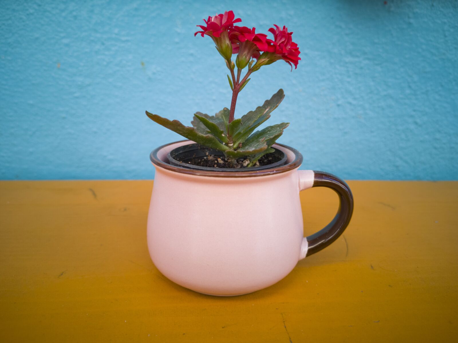 HUAWEI CLT-L09 sample photo. Flower, flowerpot, decor photography
