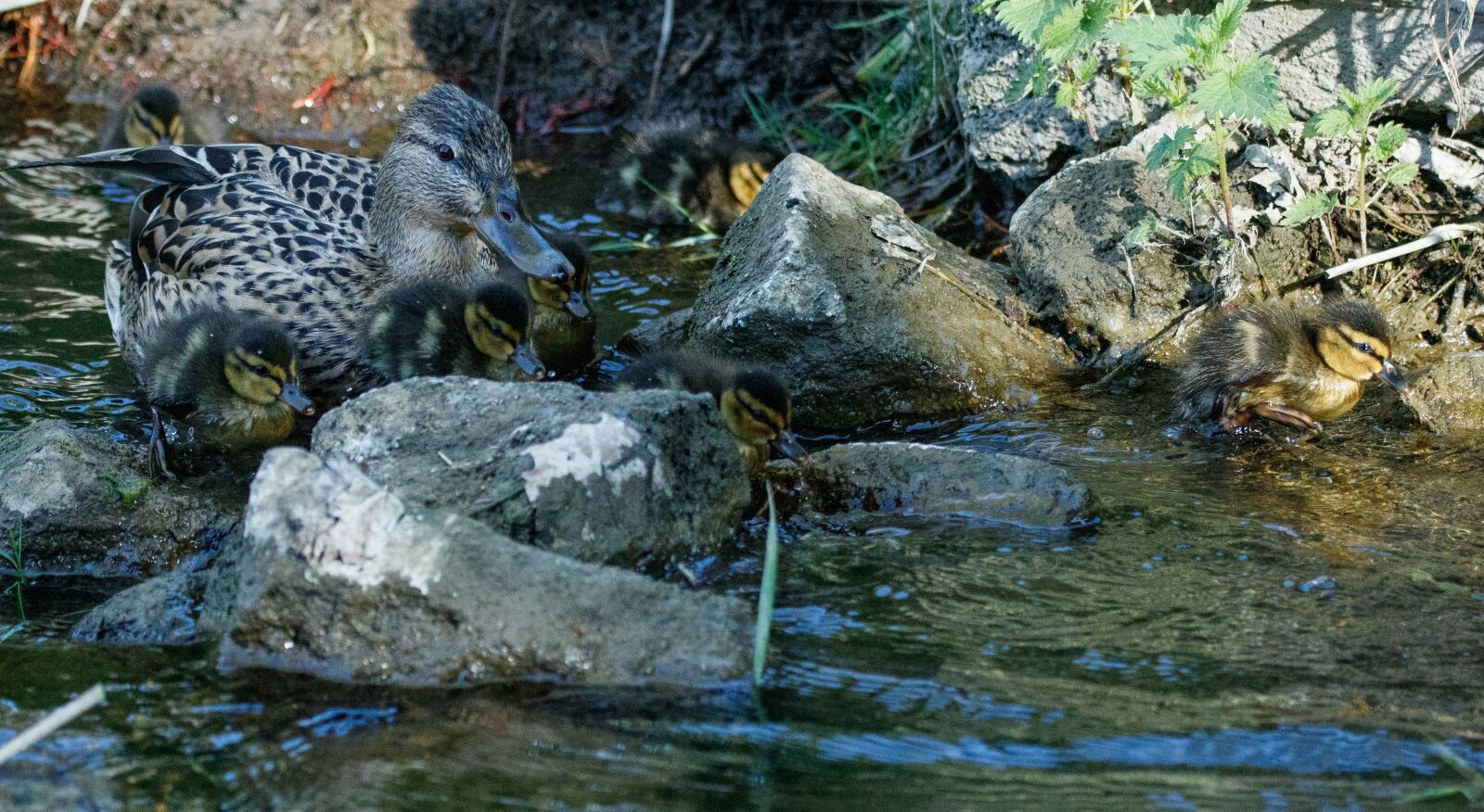 150-600mm F5-6.3 DG OS HSM | Contemporary 015 sample photo. Ducks, chicks, mother photography