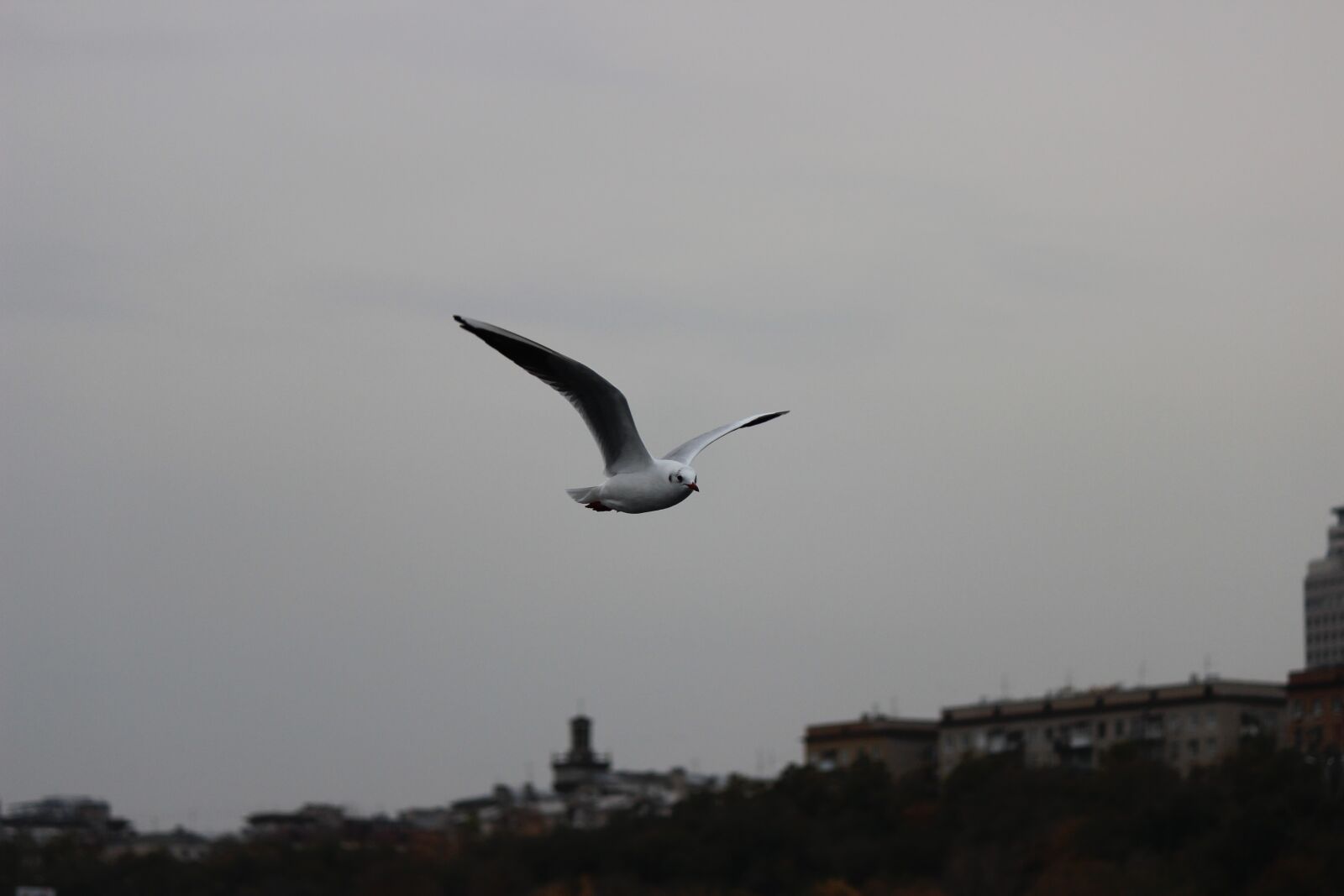 Canon EOS 600D (Rebel EOS T3i / EOS Kiss X5) sample photo. Seagull, white, flight photography