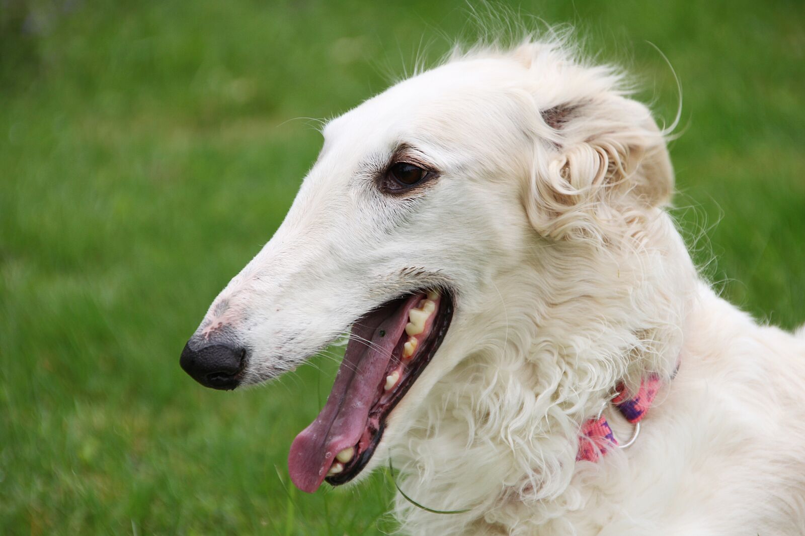 Canon EOS 500D (EOS Rebel T1i / EOS Kiss X3) sample photo. Borzoi, greyhound, russian photography
