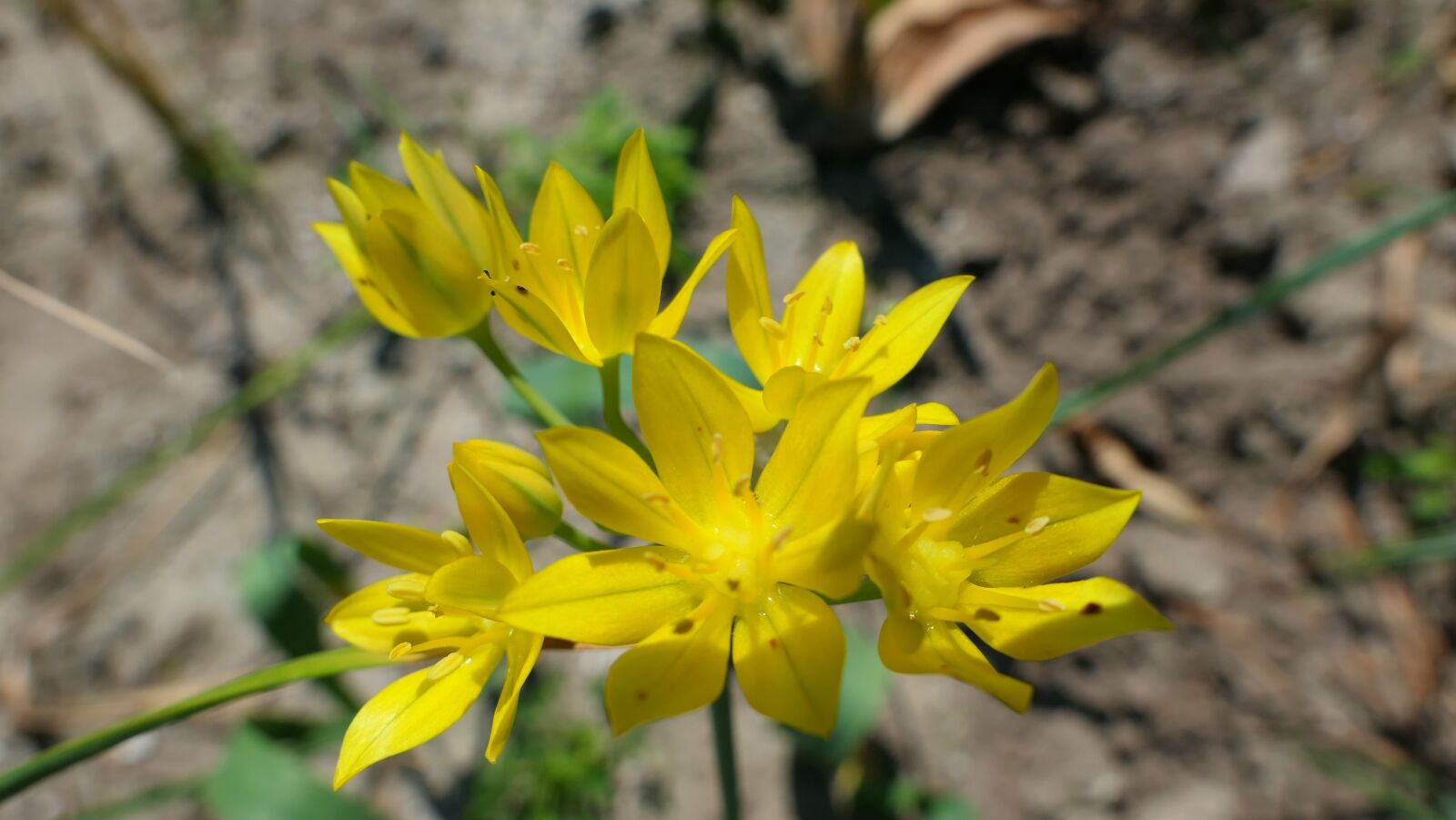Panasonic Lumix DMC-LX10 (Lumix DMC-LX15) sample photo. Flower, yellow, spring photography