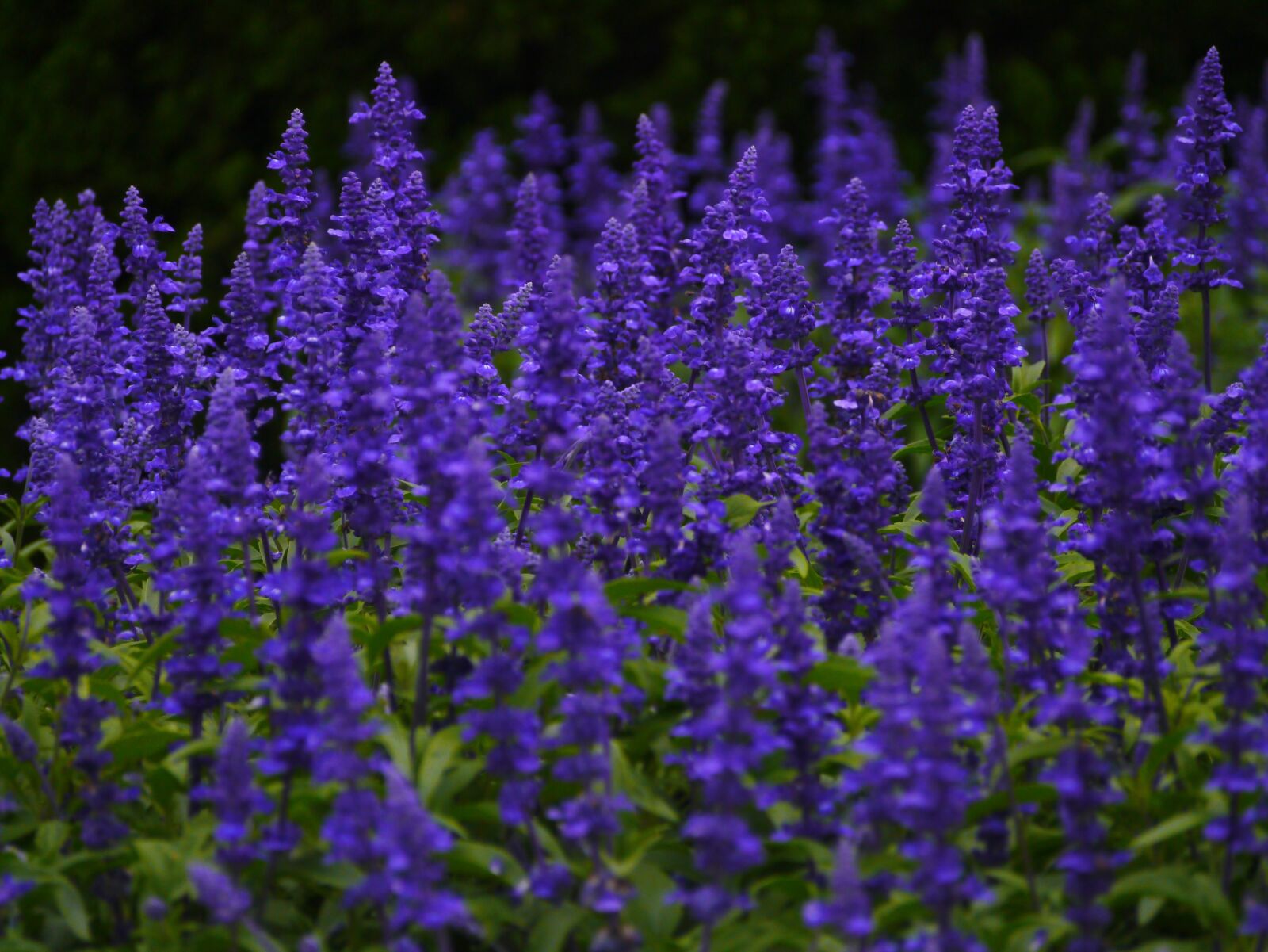 Panasonic Lumix DMC-GX1 sample photo. Blue sage, flowers, blue-violet photography