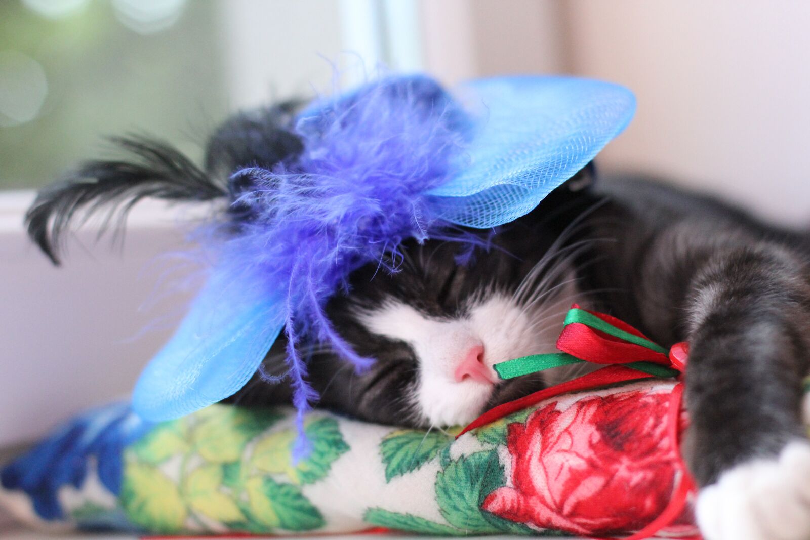 Canon EOS 60D + Canon EF 50mm F1.4 USM sample photo. Cat, pet, kitten photography