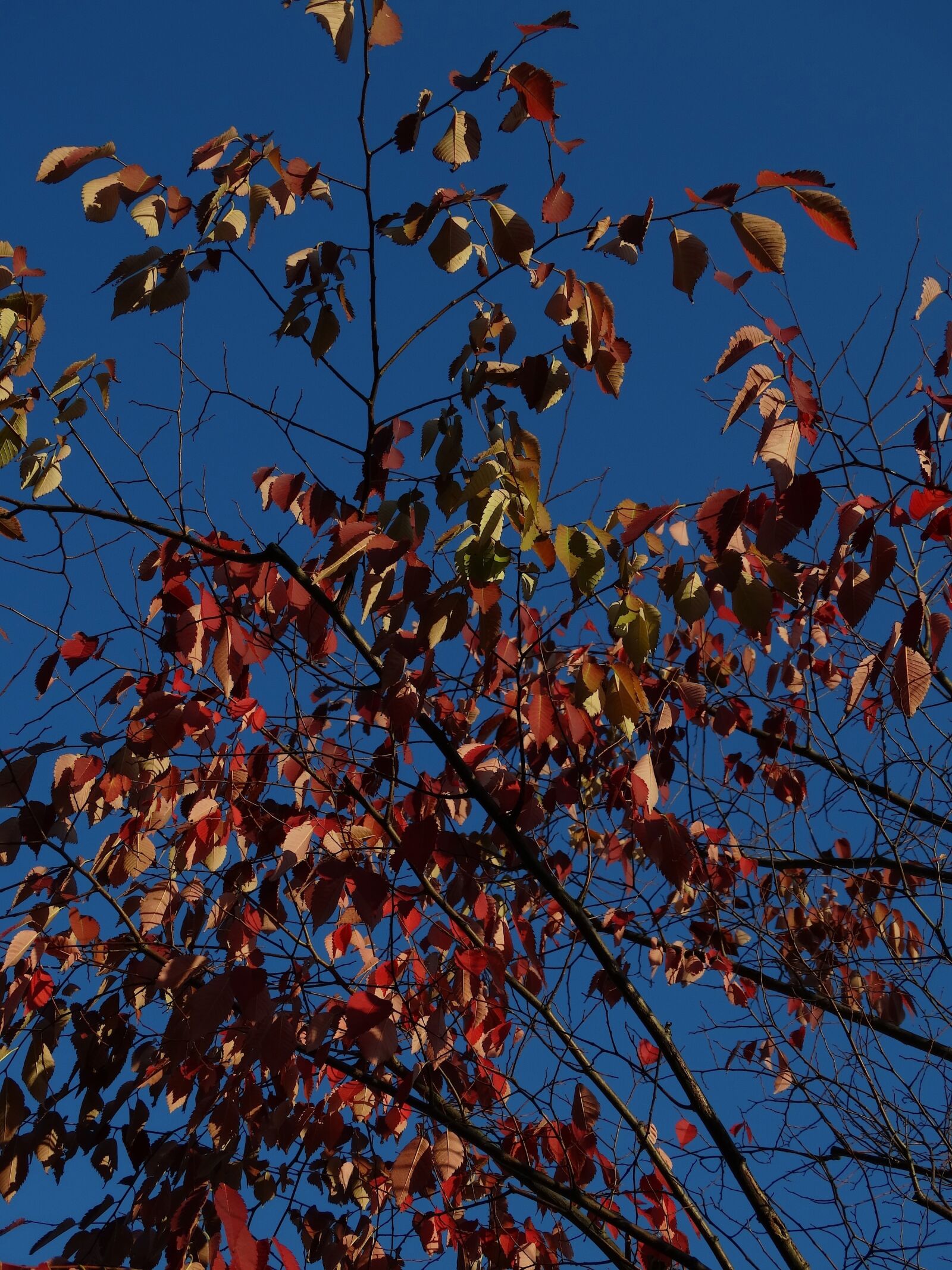 Sony Cyber-shot DSC-HX300 sample photo. Autumn, fall leaves, blue photography