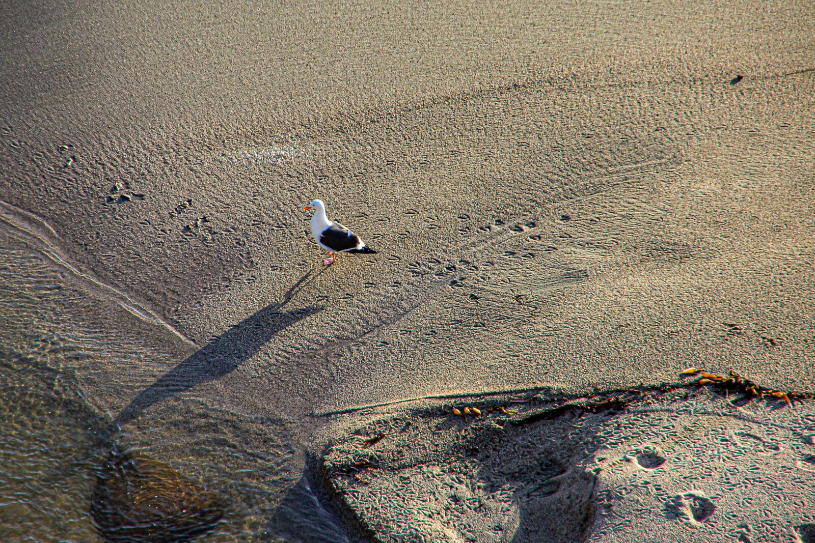 Canon EOS 600D (Rebel EOS T3i / EOS Kiss X5) sample photo. Seagull, bird, flying photography