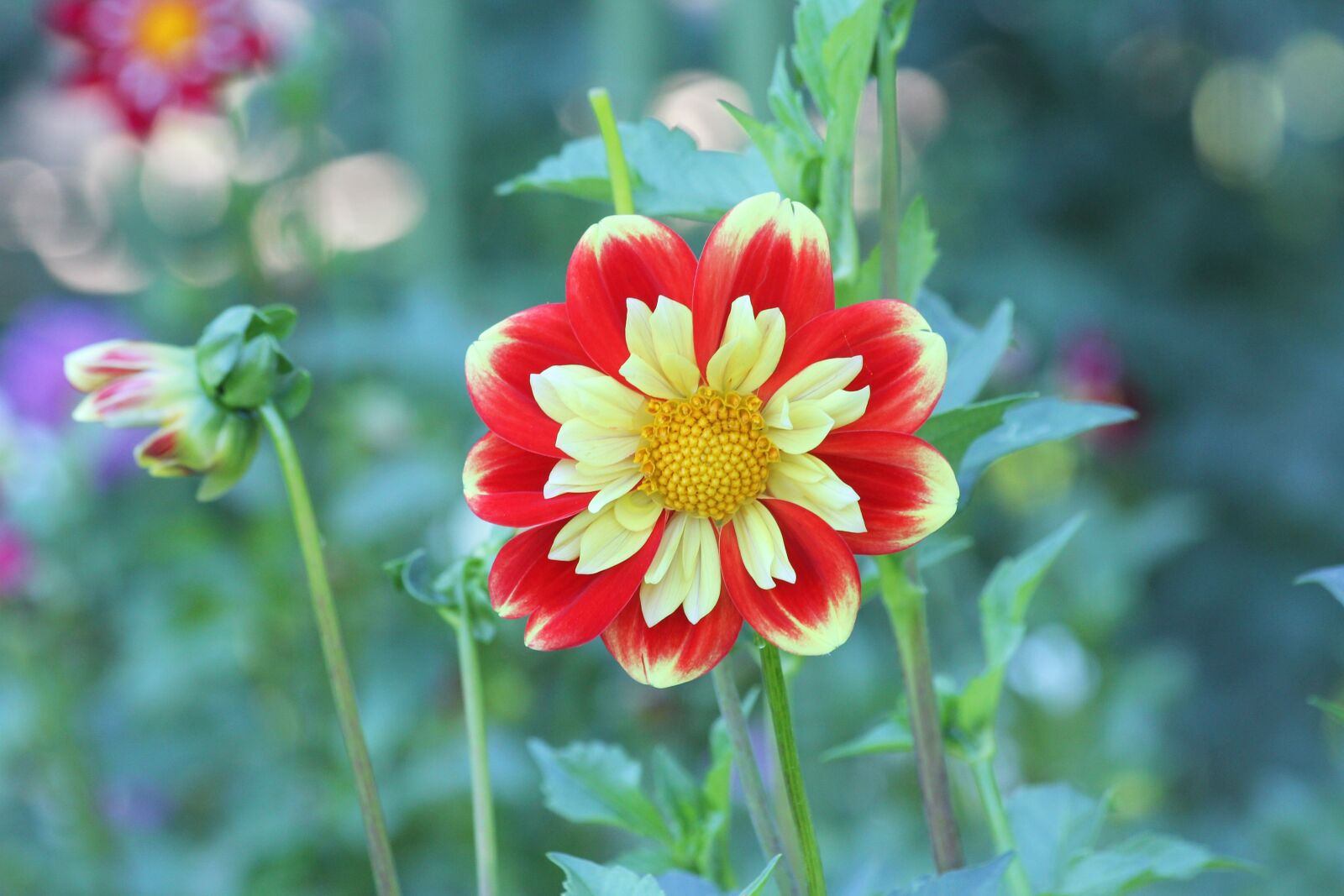 Canon EOS 60D + Canon EF 70-300mm F4-5.6 IS USM sample photo. Dahlia, red, yellow photography