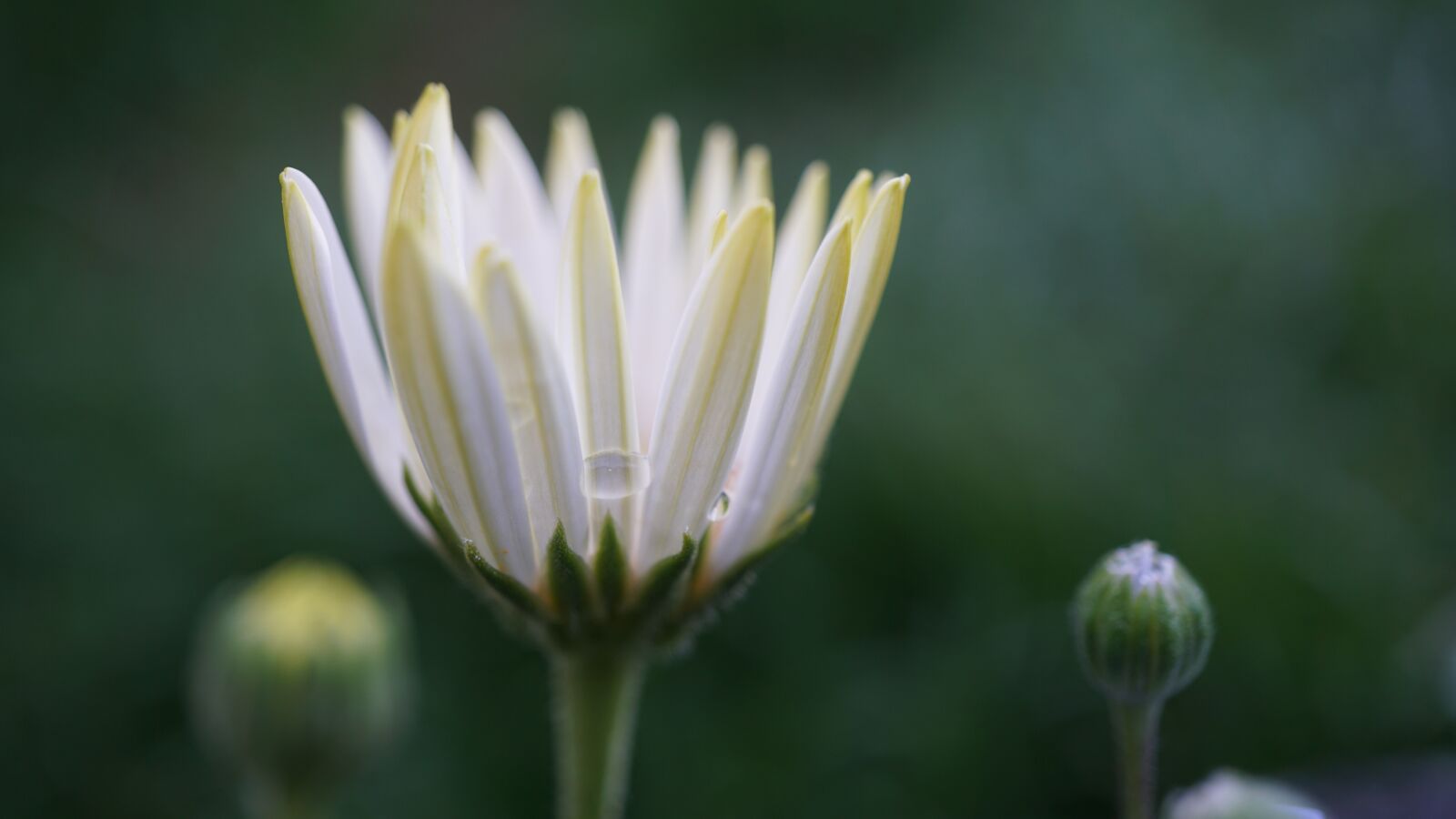 Sony a6000 sample photo. Marguerite, white petals, blossom photography