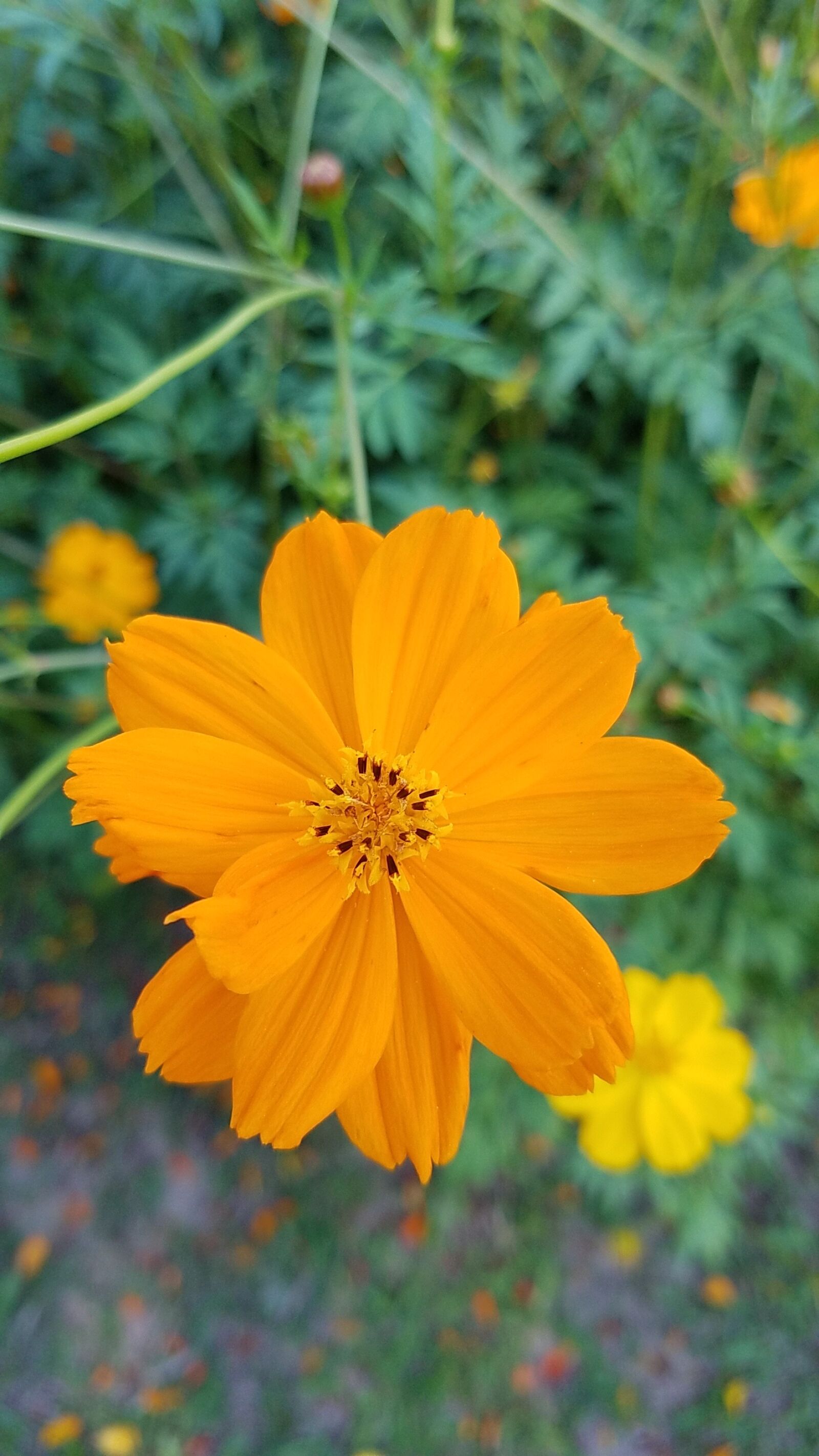 Samsung Galaxy S7 Edge sample photo. Yellow, flowers, spring photography