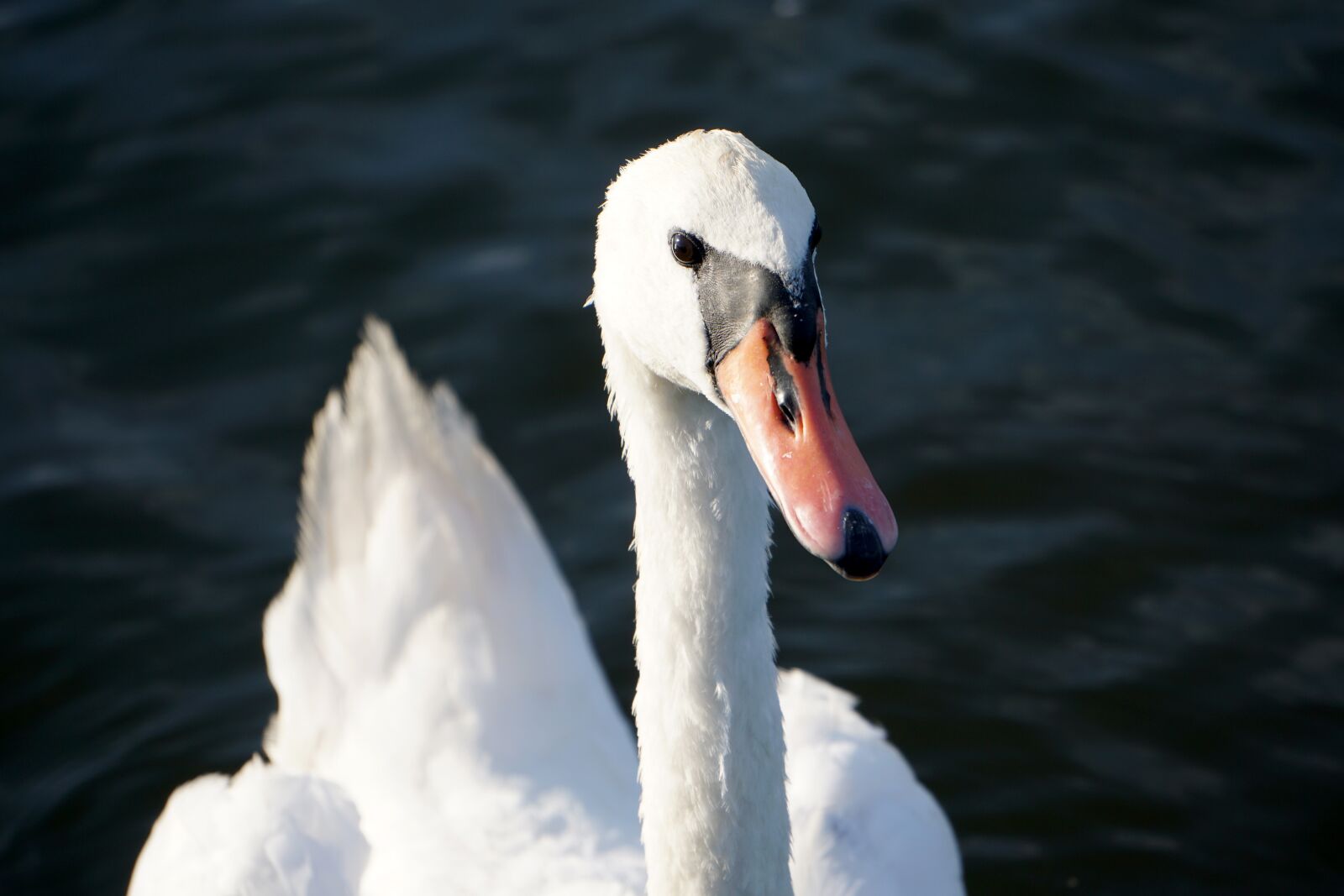 Sony E 55-210mm F4.5-6.3 OSS sample photo. Swan, water, swans photography