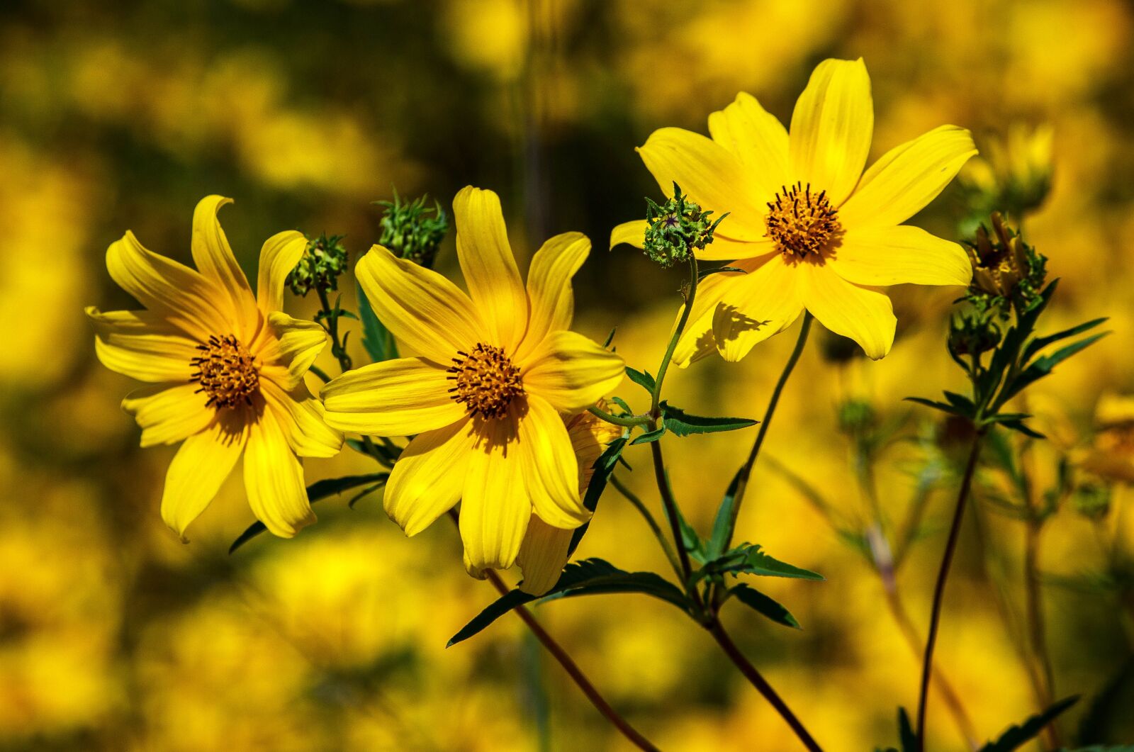 Canon EOS 600D (Rebel EOS T3i / EOS Kiss X5) sample photo. Tickseed, coreopsis, calliopsis photography