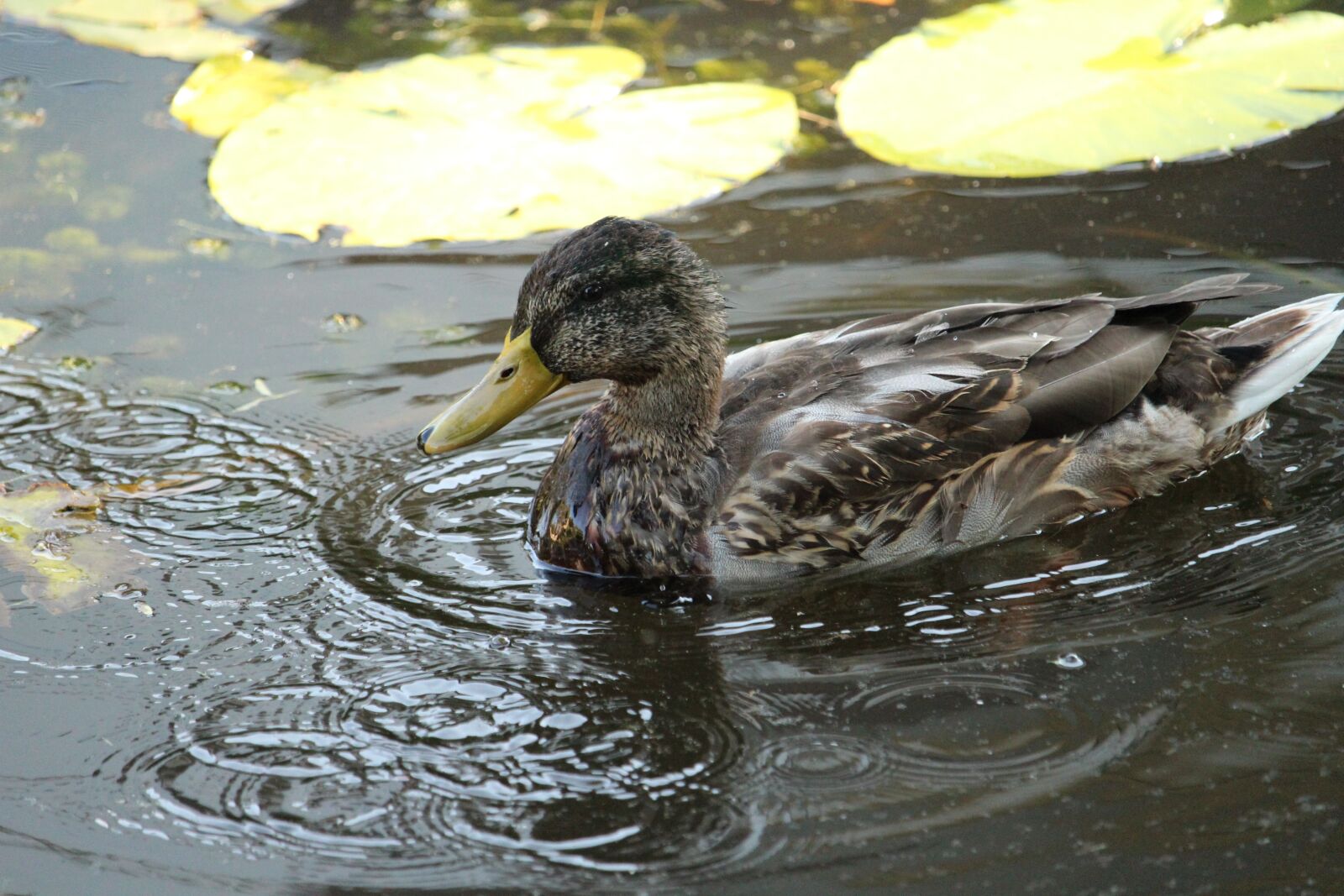 Canon EOS 1300D (EOS Rebel T6 / EOS Kiss X80) sample photo. Nature, animal, duck photography