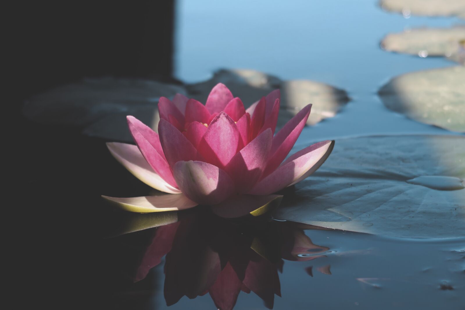 Canon PowerShot G7 X Mark II sample photo. Flower, water, plant photography