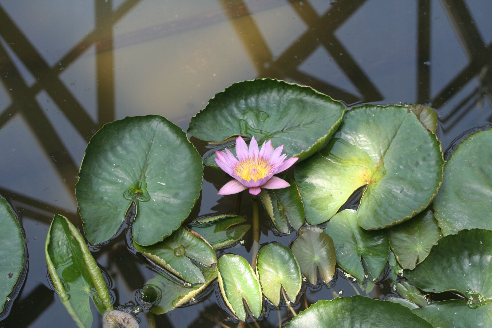 Canon EOS 350D (EOS Digital Rebel XT / EOS Kiss Digital N) sample photo. Jeju island, lotus, arboretum photography