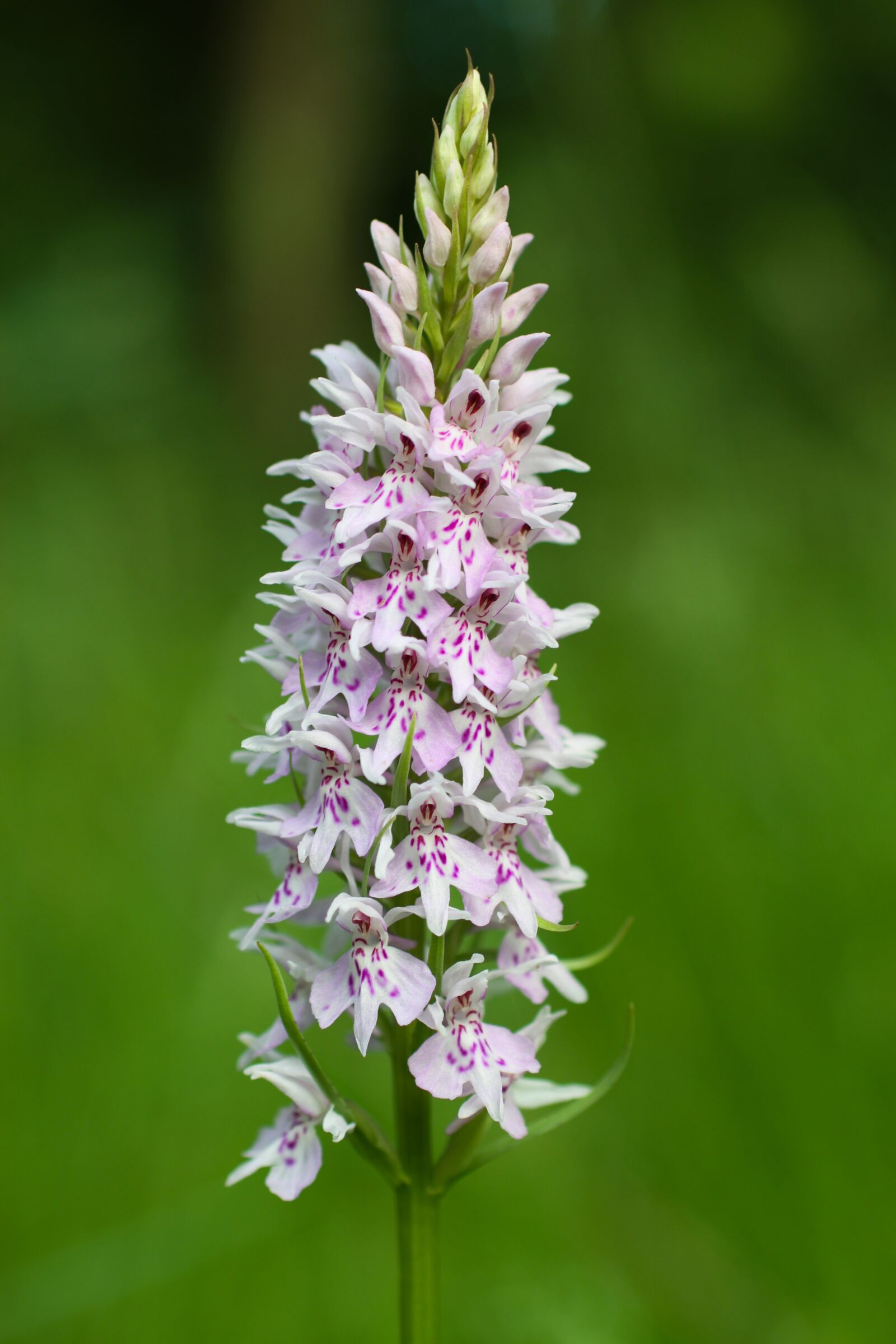 Canon EOS 7D sample photo. Flower, wild, wild flowers photography