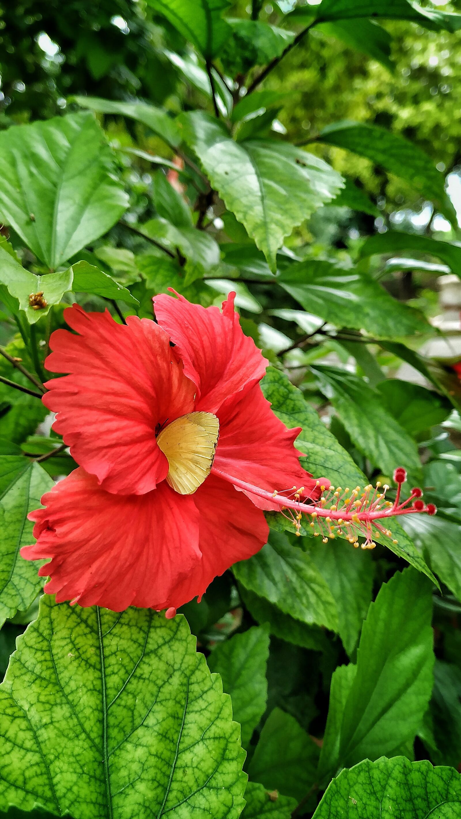 Xiaomi Mi A2 sample photo. Flower, butterfly, nature photography