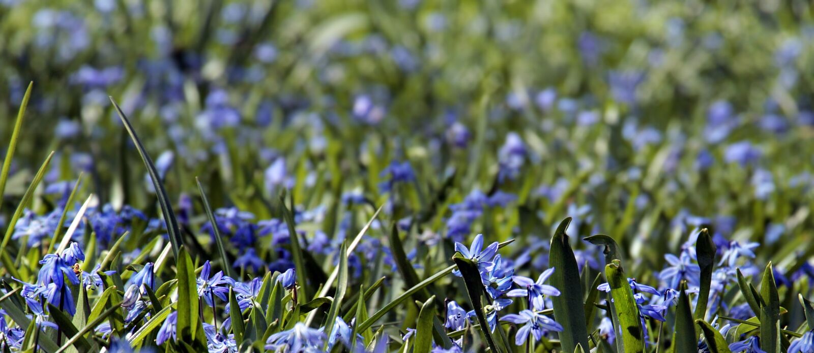 Canon EOS 100D (EOS Rebel SL1 / EOS Kiss X7) sample photo. Flower meadow, bluebell, grass photography