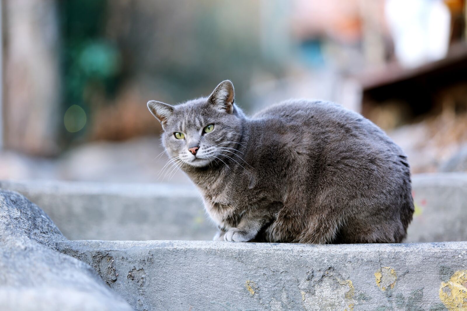 Canon EOS 5D Mark III + Canon EF 70-200mm F2.8L USM sample photo. Cat, nature, animal photography