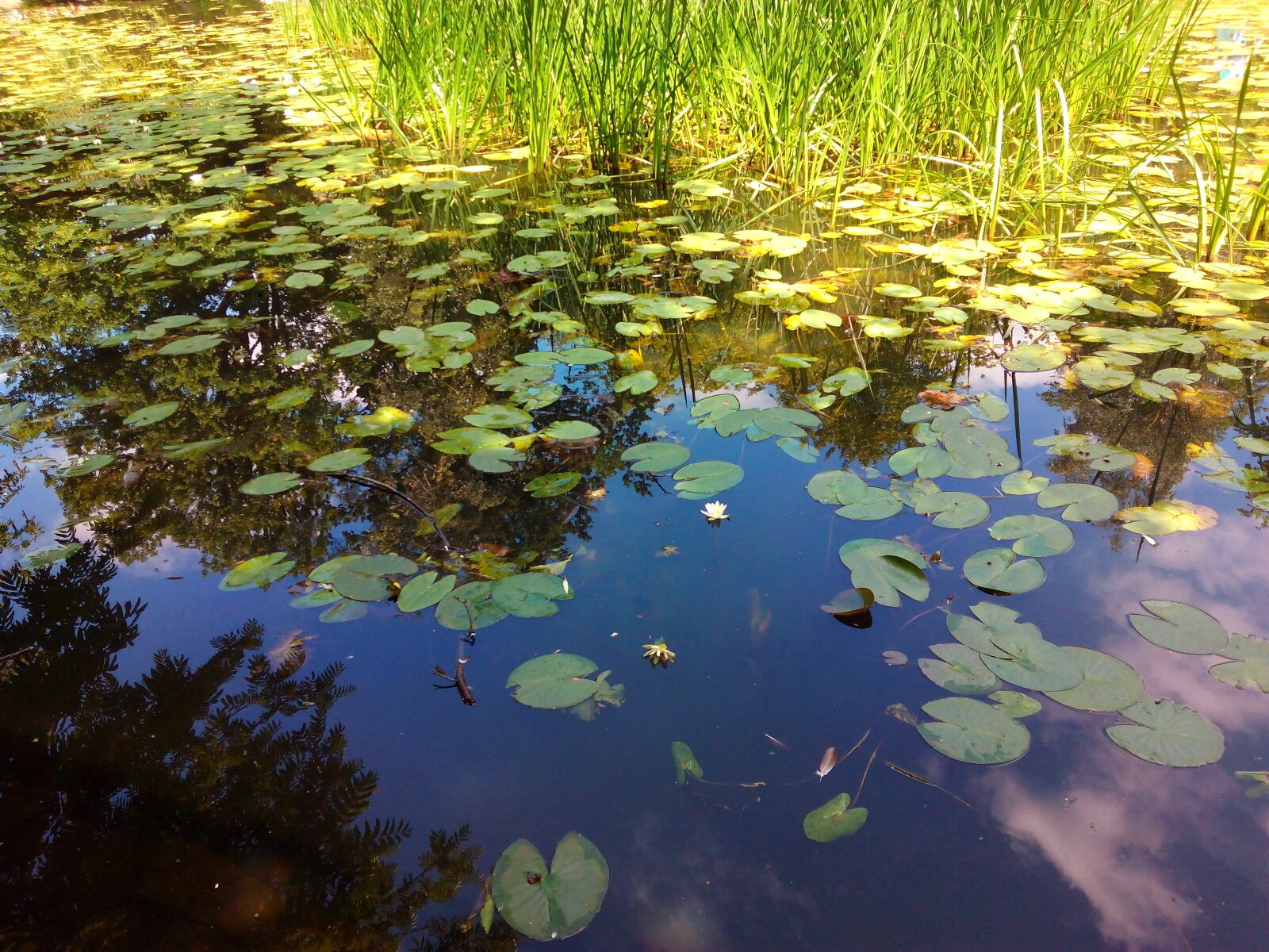 bq Aquaris E5 HD sample photo. Pond, water lily, plant photography