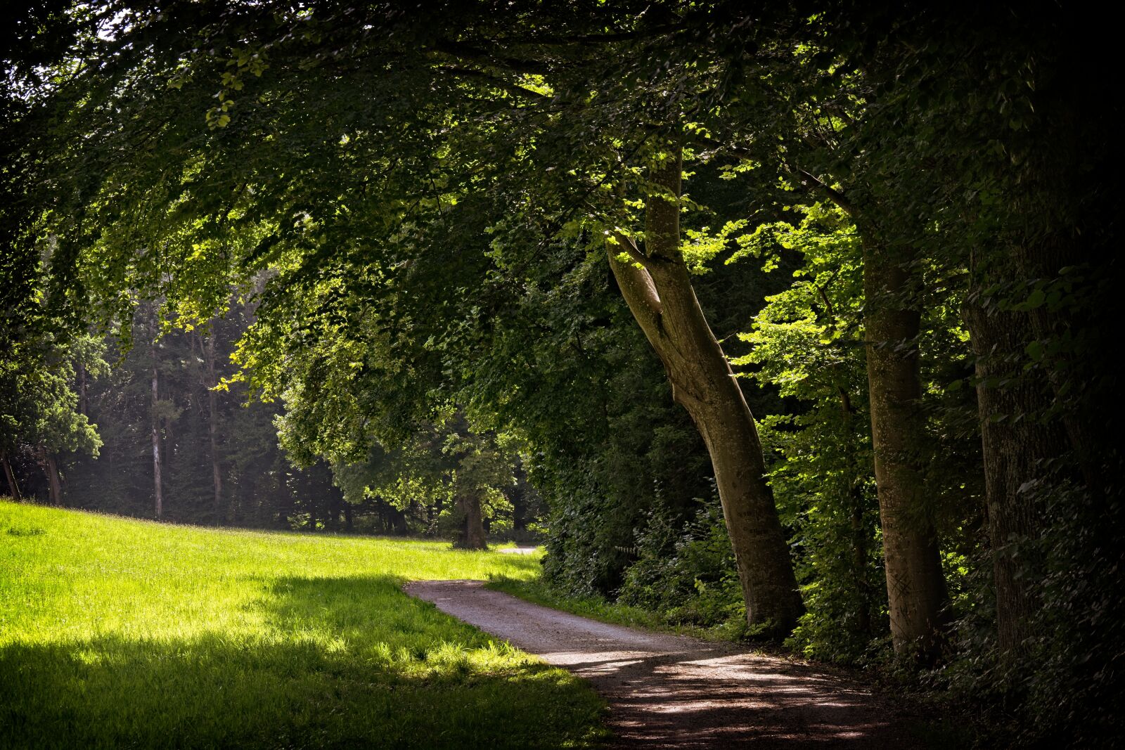 Nikon D7100 sample photo. Forest path, light, shadow photography