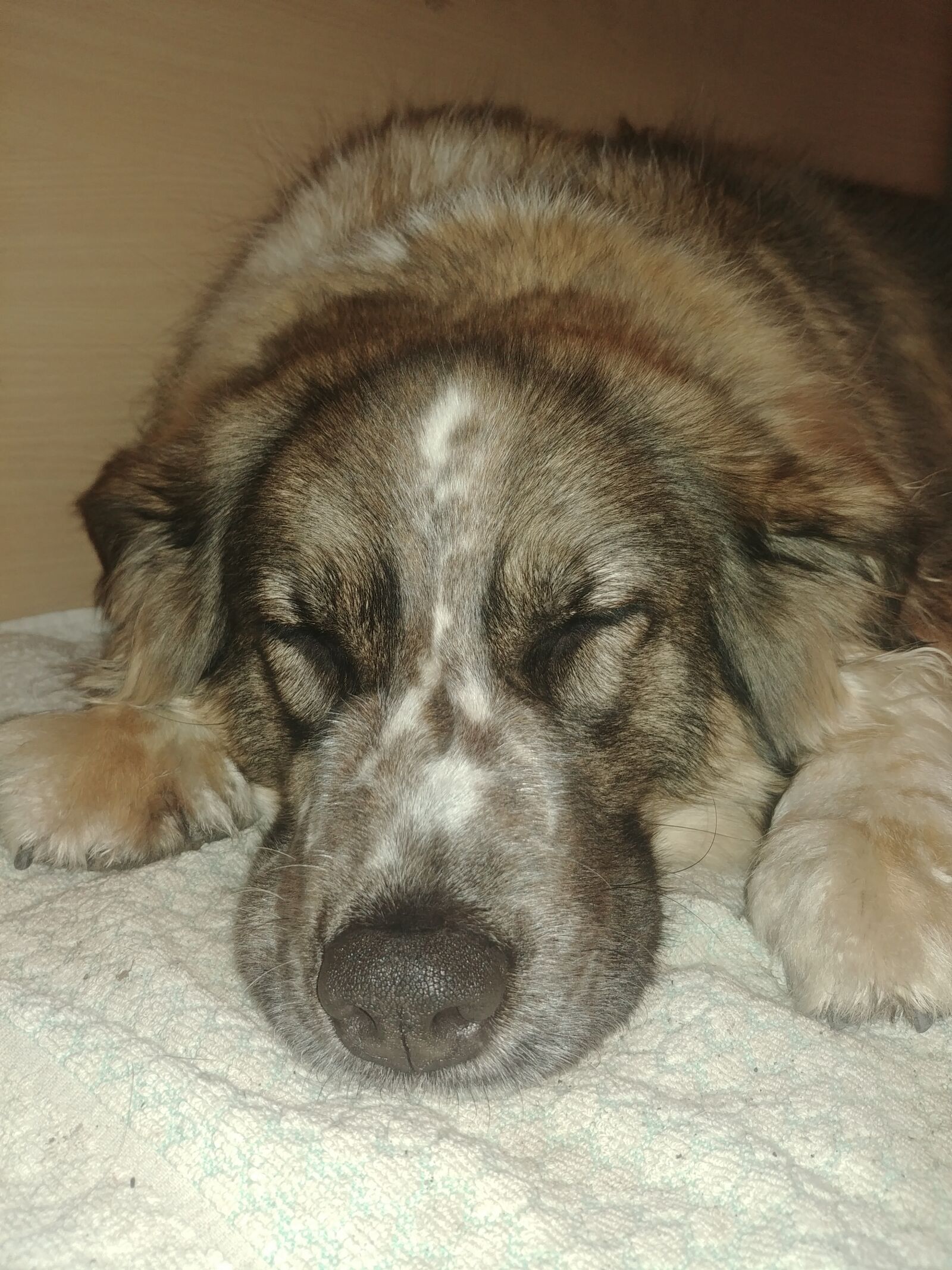 LG G6 sample photo. Dog, animal, breed photography