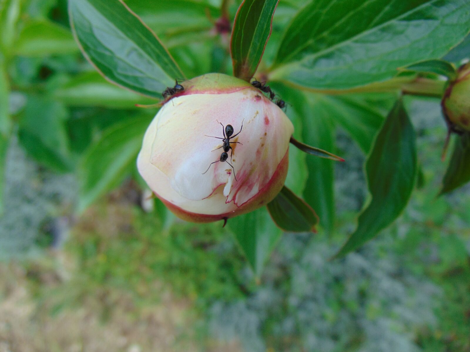 Sony Cyber-shot DSC-H300 sample photo. Ants, flower, plant photography