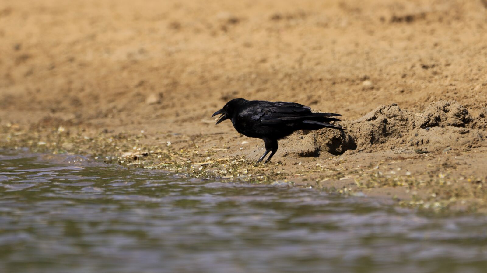 150-600mm F5-6.3 DG OS HSM | Contemporary 015 sample photo. Crow, lake, bank photography