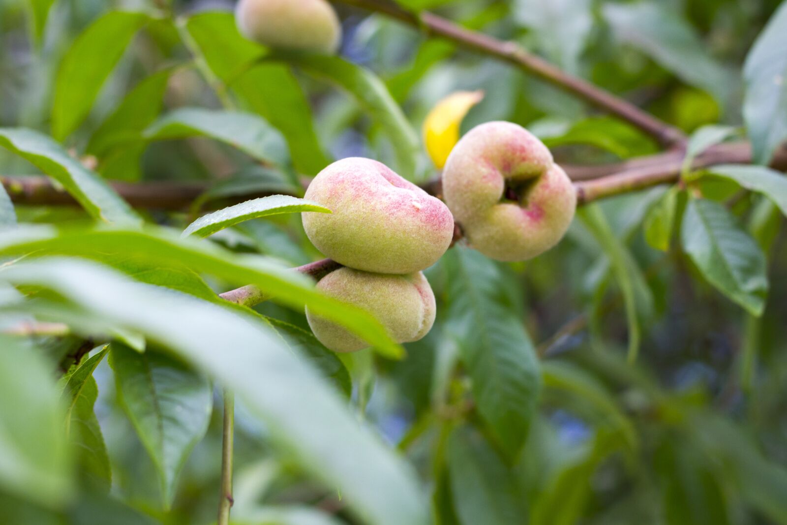 Canon EOS 7D + Canon EF 50mm F1.8 II sample photo. Peach, garden, fresh photography