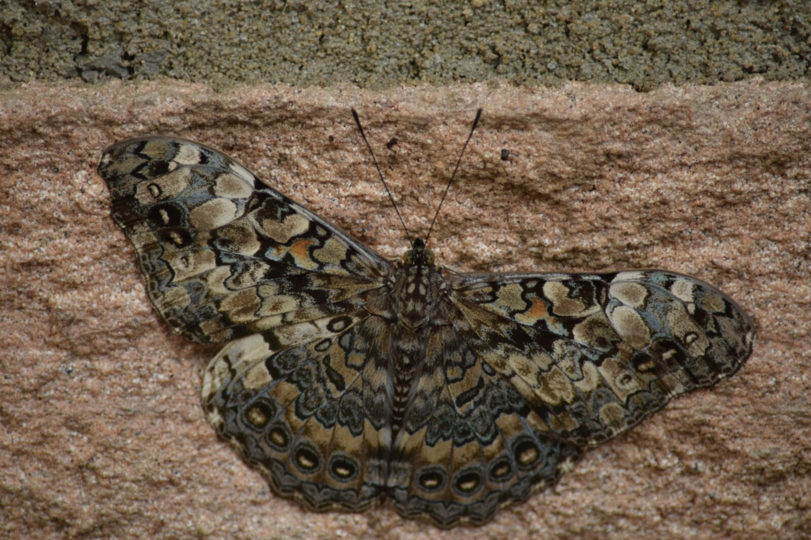 Nikon D5300 sample photo. Moth, mariposa, butterflies photography