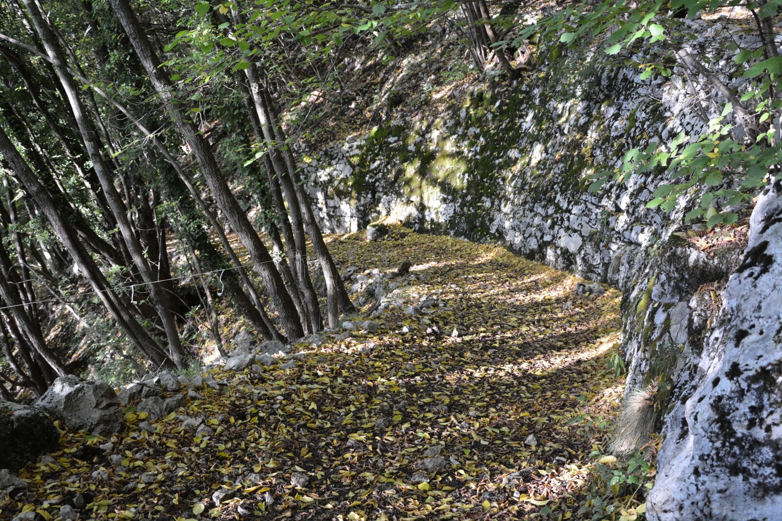Nikon D7100 sample photo. Excursion, forest, autumn photography