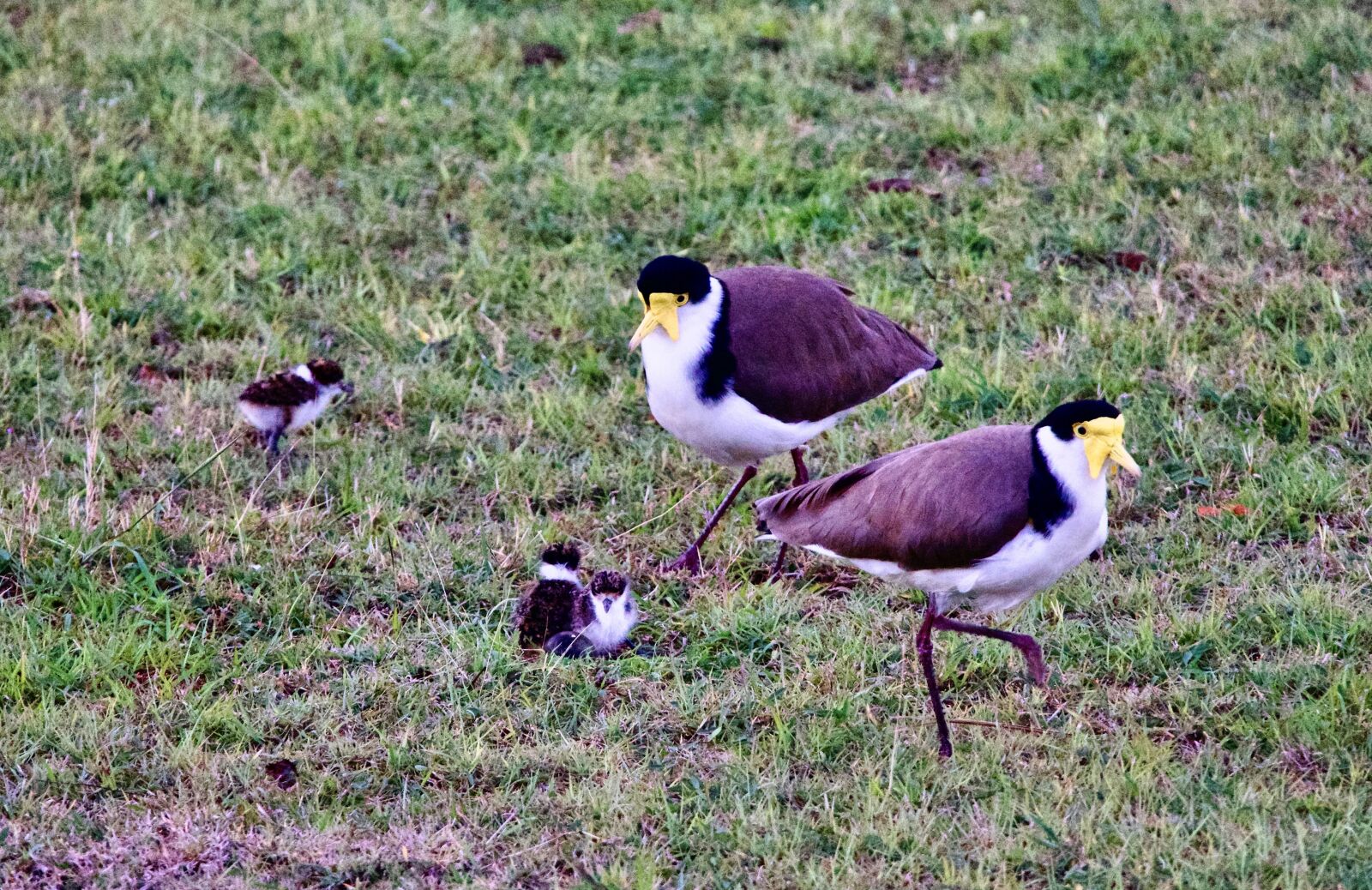 Sony a6500 sample photo. Plover, family, chicks photography