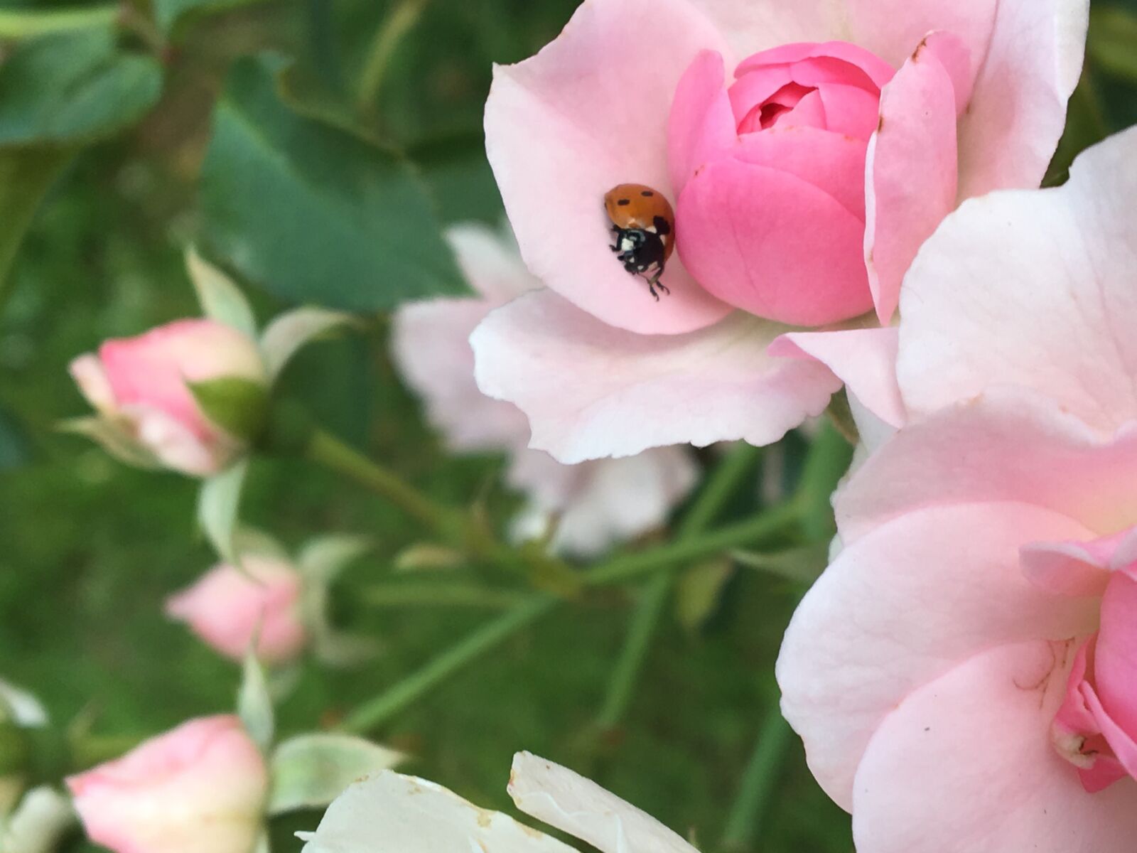 Apple iPhone 6s sample photo. Flower, green, ladybug, pink photography