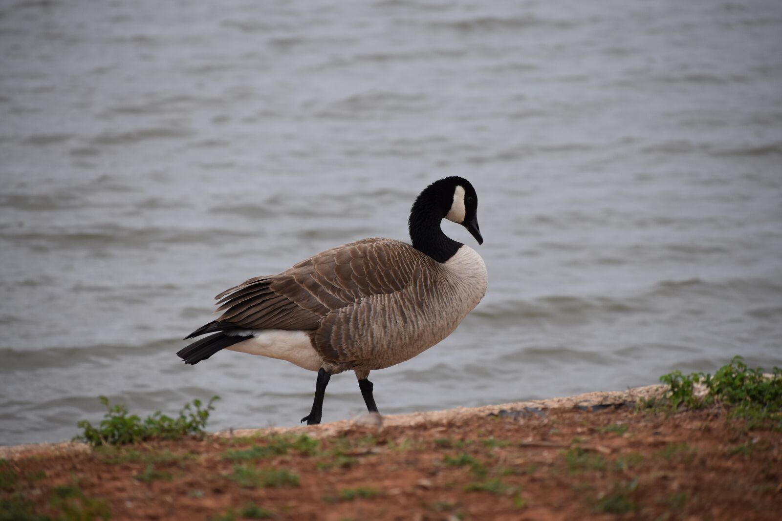 Nikon D5600 sample photo. Duck, lake, bird photography