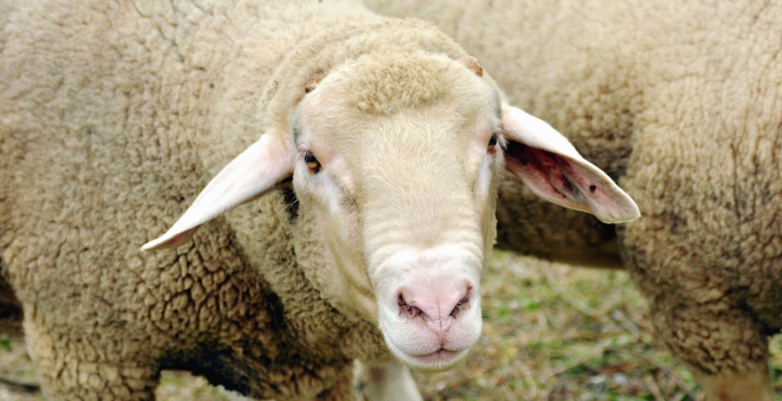 Nikon D5200 sample photo. Sheep, animal, wool, head photography
