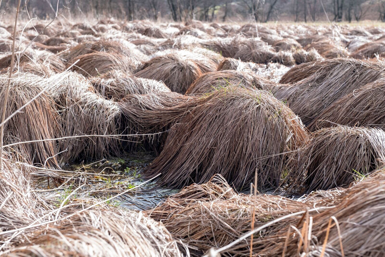Fujifilm X-T2 + Fujifilm XF 16-55mm F2.8 R LM WR sample photo. Nature, straw, hay photography