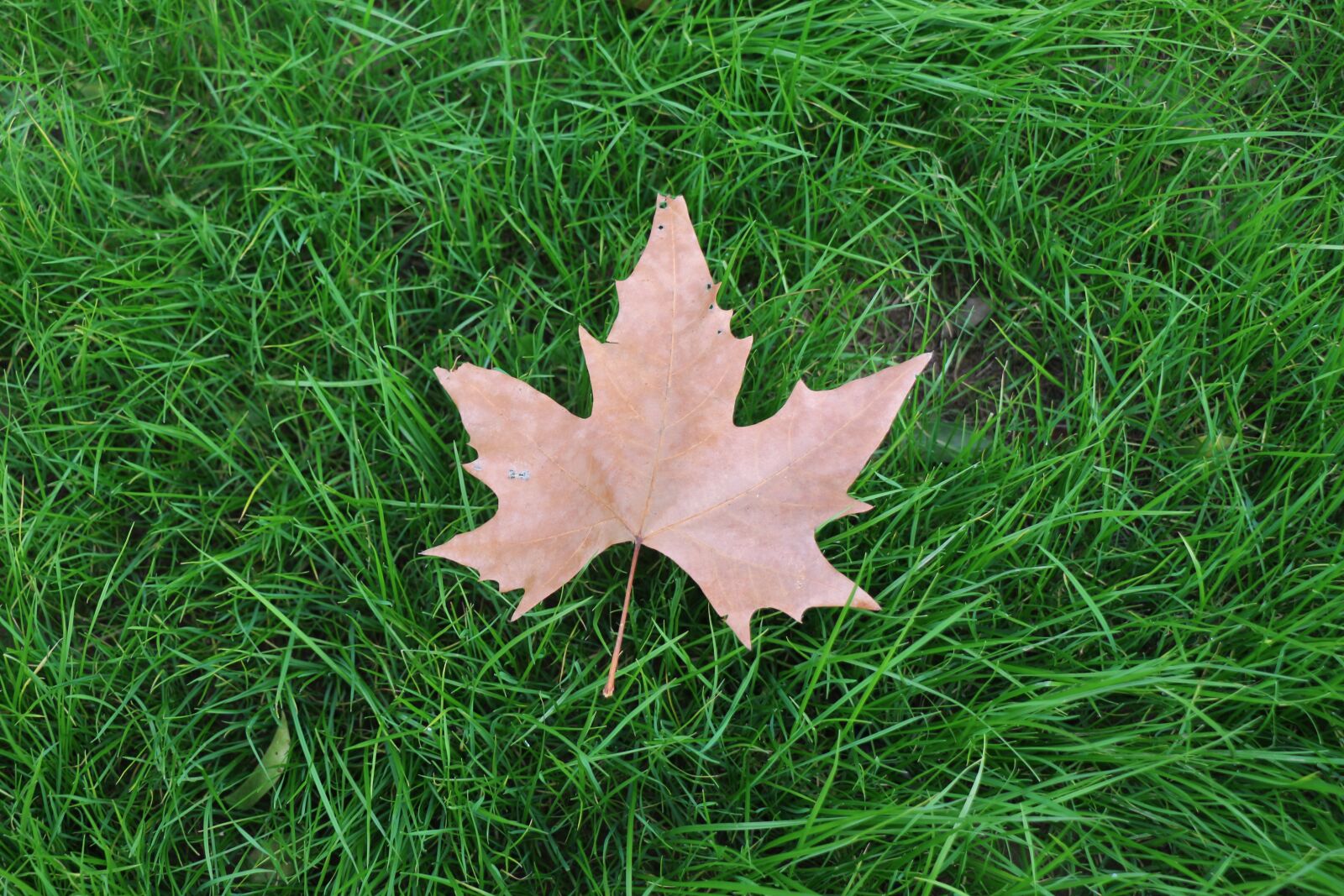 Canon EOS 700D (EOS Rebel T5i / EOS Kiss X7i) sample photo. Grass, ground, lawn photography