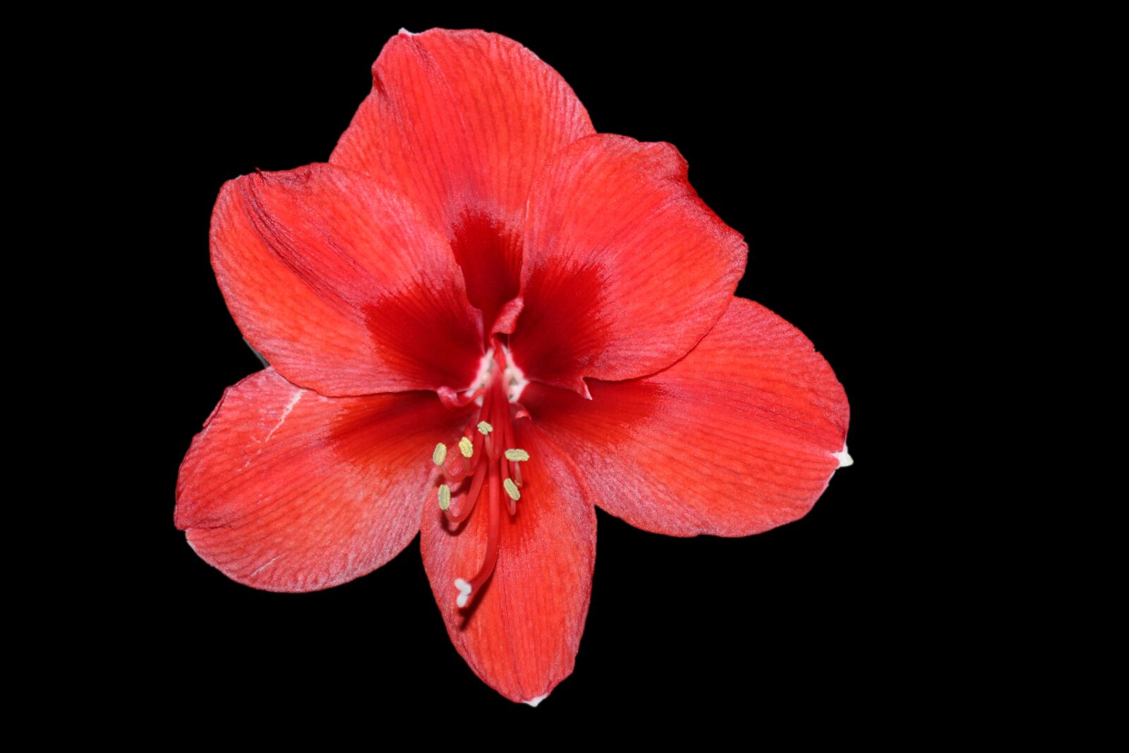 Canon EOS 600D (Rebel EOS T3i / EOS Kiss X5) sample photo. Amaryllis, blossom, bloom photography