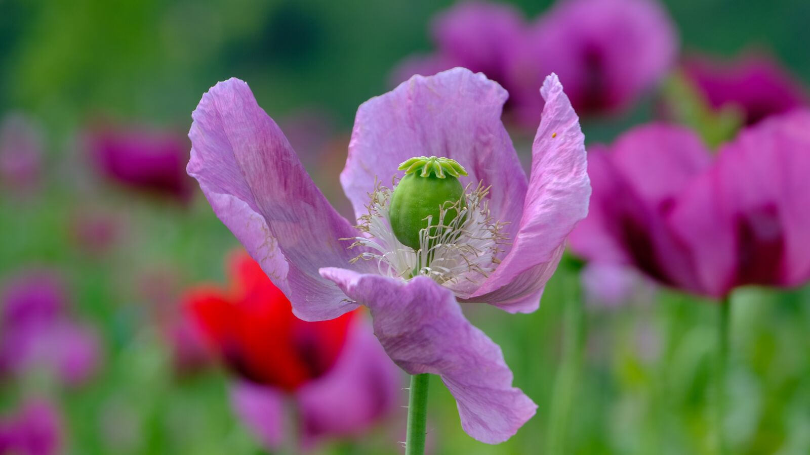 Fujifilm X-T3 sample photo. Poppy, violet, poppy flower photography