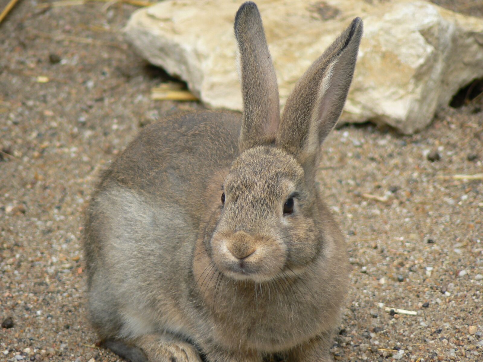 Panasonic DMC-FZ7 sample photo. "Rabit, rabbit, farm" photography