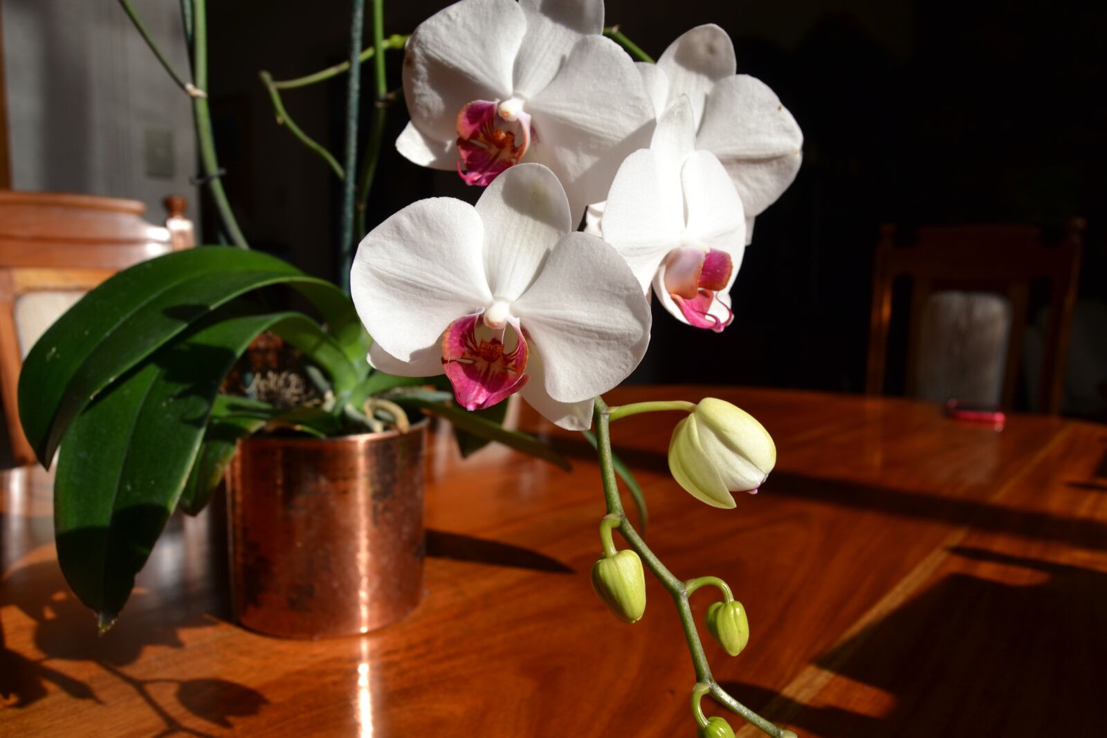 Nikon D3100 sample photo. Orchid, copper, flower photography