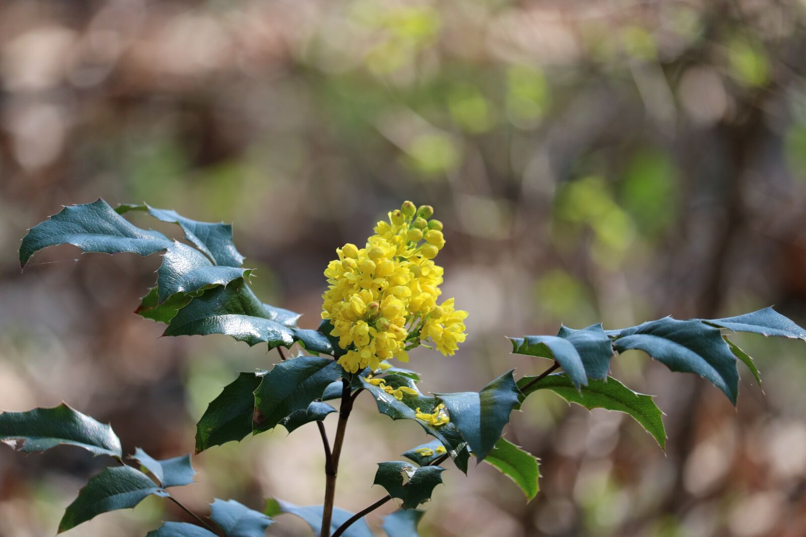 Canon EOS 750D (EOS Rebel T6i / EOS Kiss X8i) sample photo. Wild greenhouse, green, yellow photography