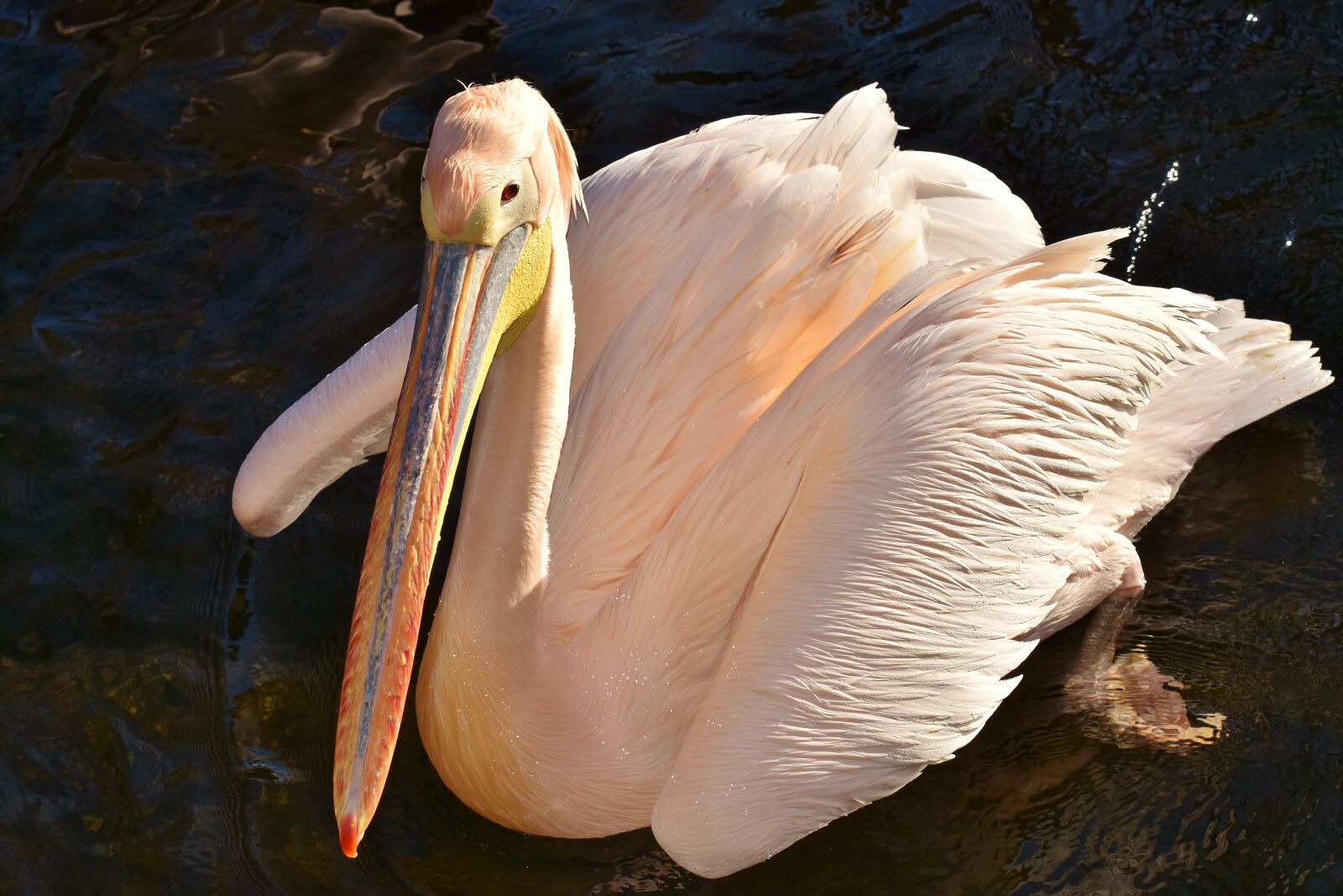 Nikon D7200 sample photo. Pelikan, bird, bill photography