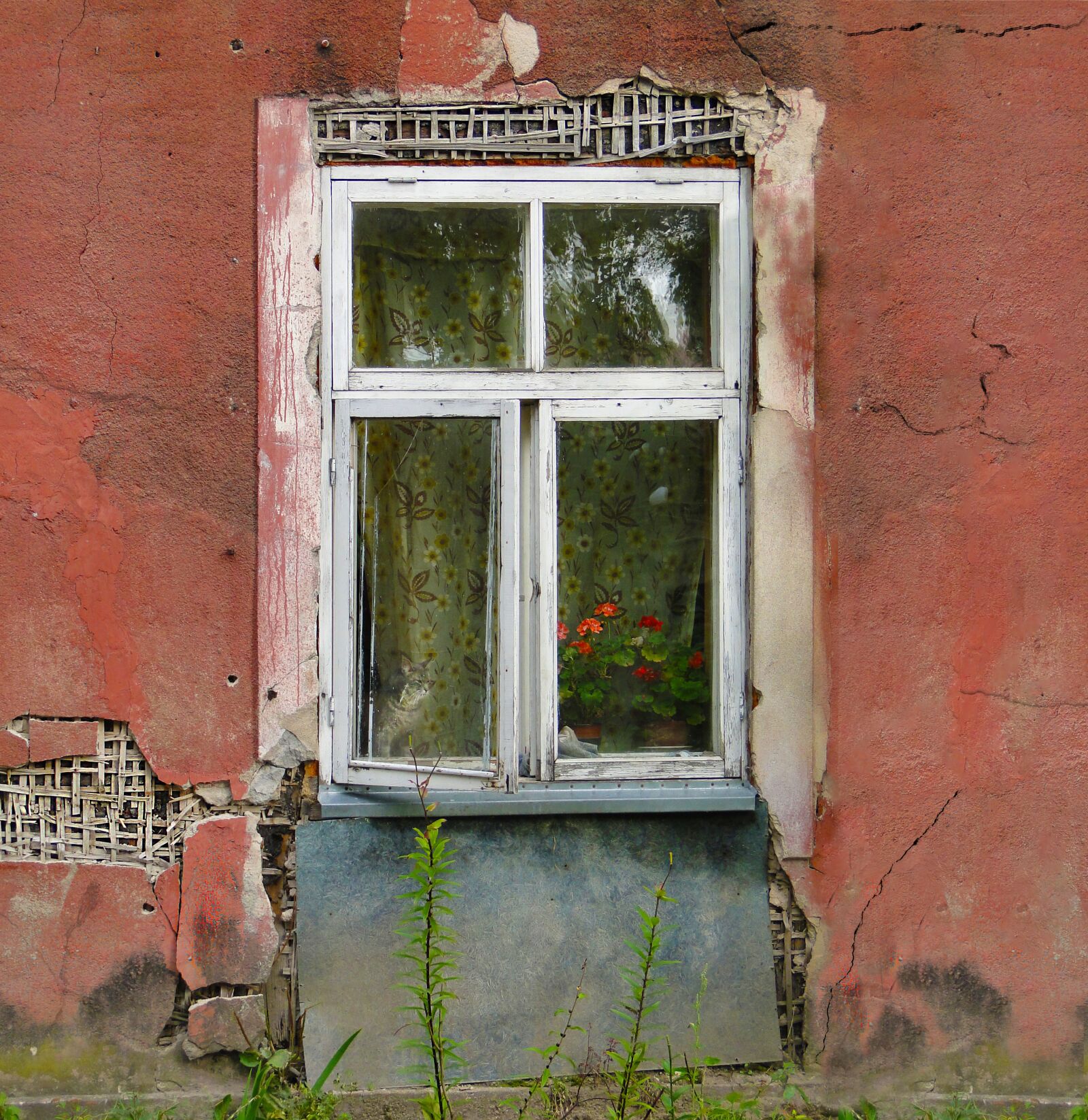 Sony DSC-HX1 sample photo. "Old building, cat, window" photography