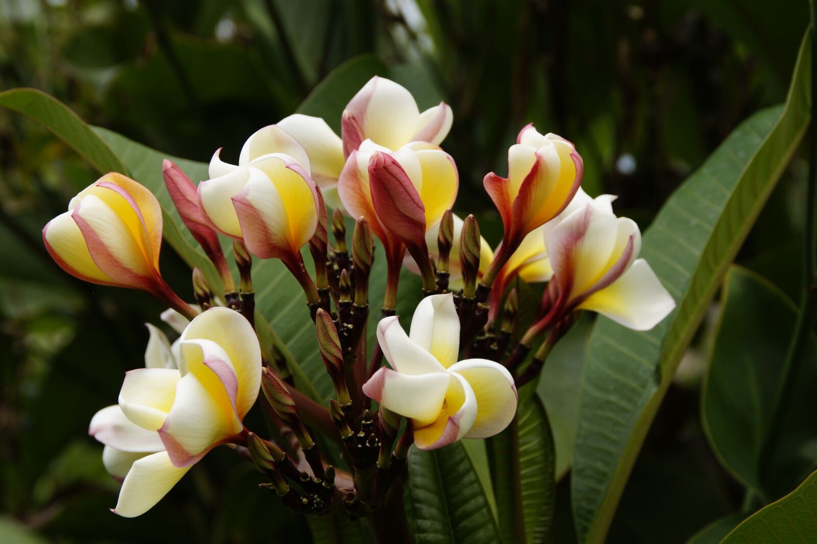 Sony SLT-A58 sample photo. Frangipani, temple tree, plumeria photography