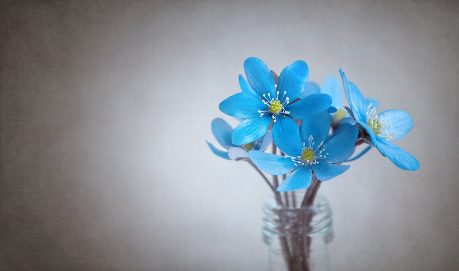 Nikon D750 sample photo. Hepatica, blue, flower photography