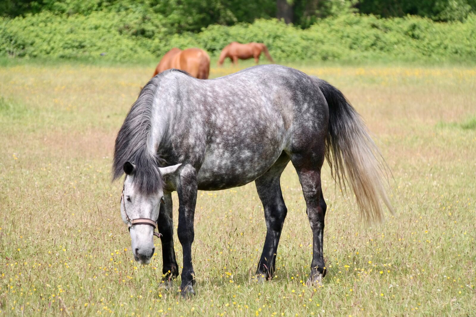Samsung NX300 sample photo. Dapple, horse, graze photography