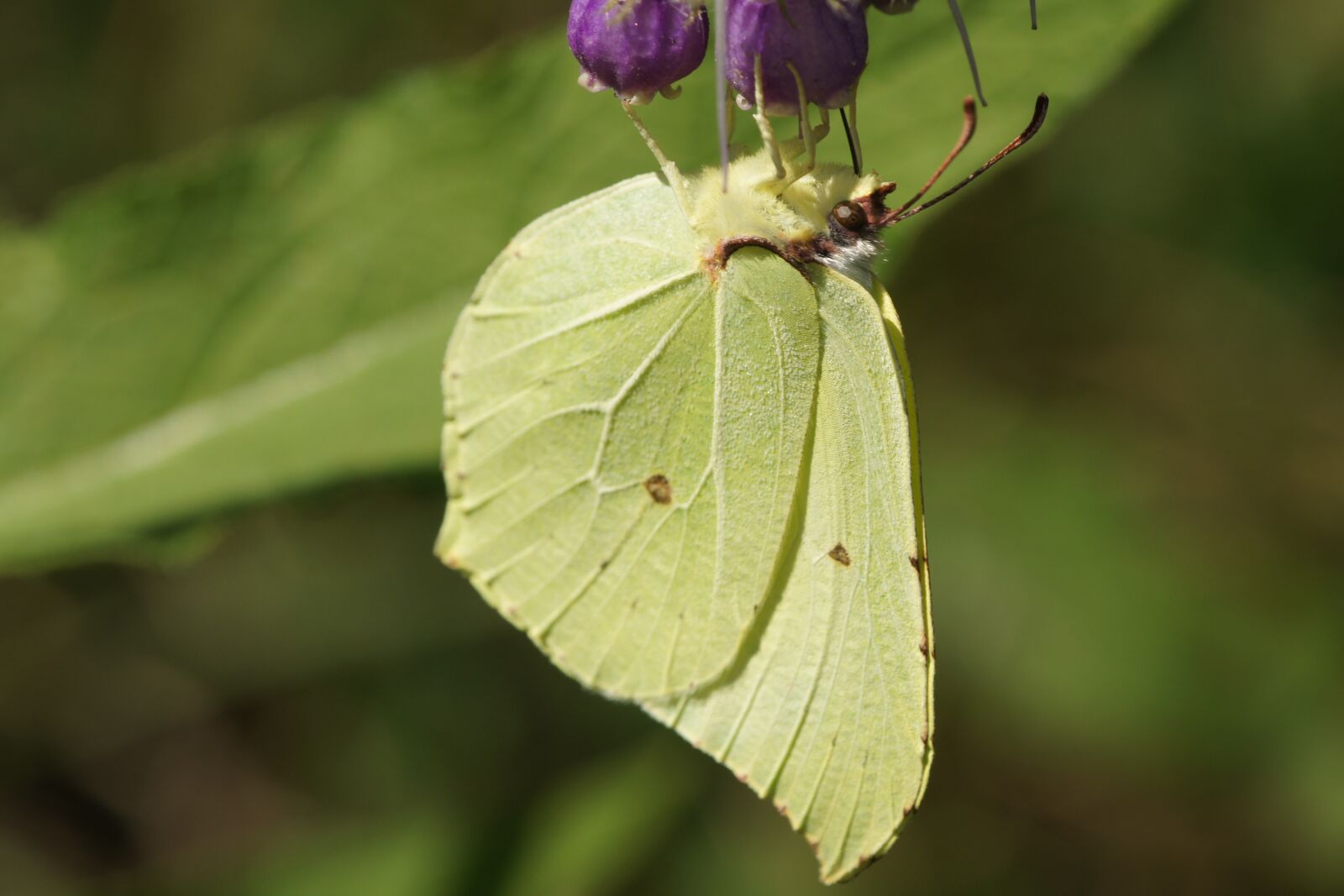 Sony Alpha DSLR-A500 sample photo. Gonepteryx rhamni, butterfly, insect photography