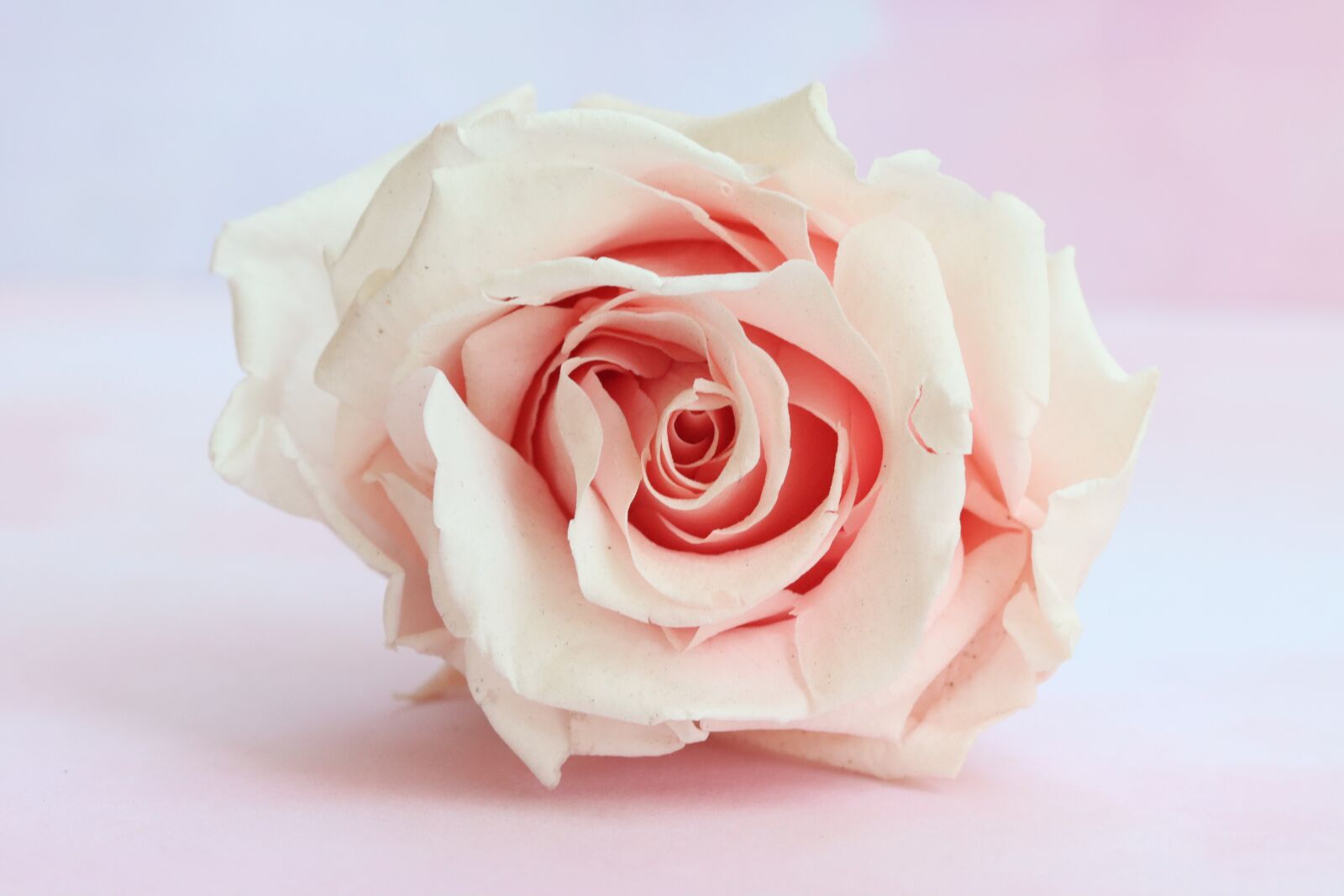 Canon EOS 90D sample photo. Pink, flower, nature photography