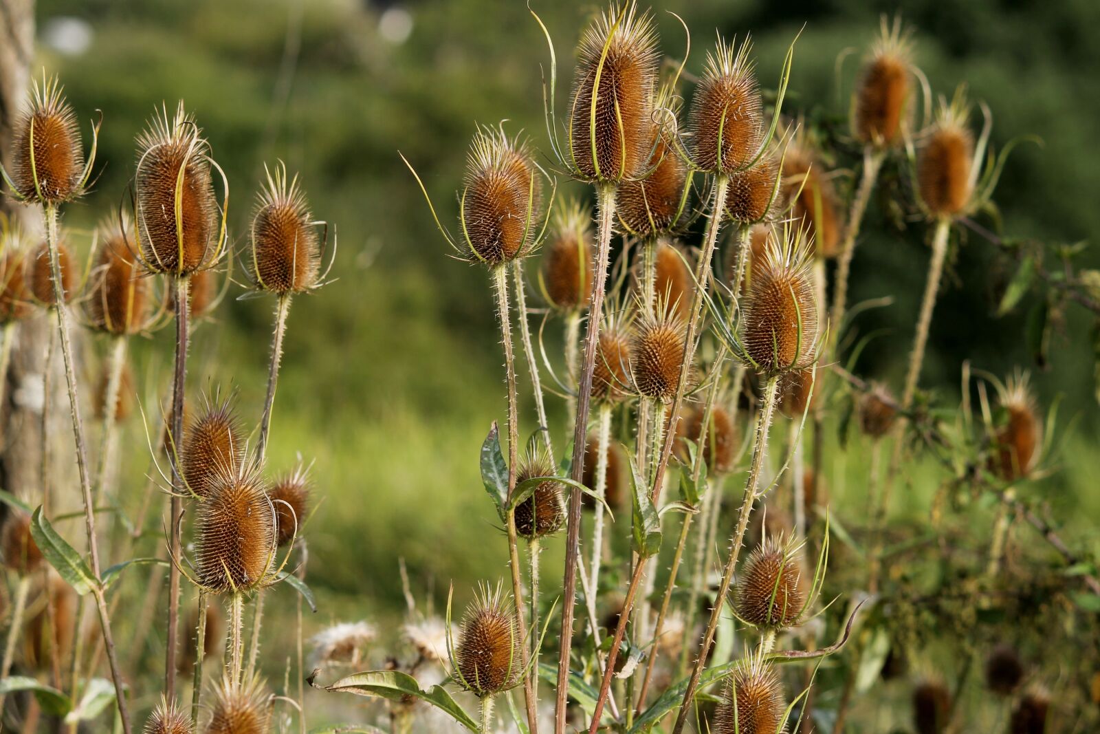 Canon EOS 1100D (EOS Rebel T3 / EOS Kiss X50) sample photo. Karden, wild cards, dispacus photography