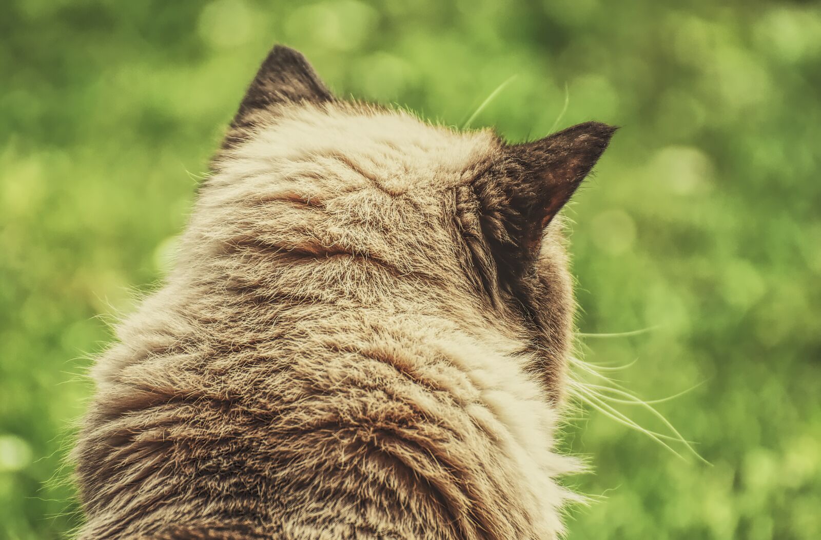 Nikon D7200 sample photo. Cat, british shorthair, domestic photography